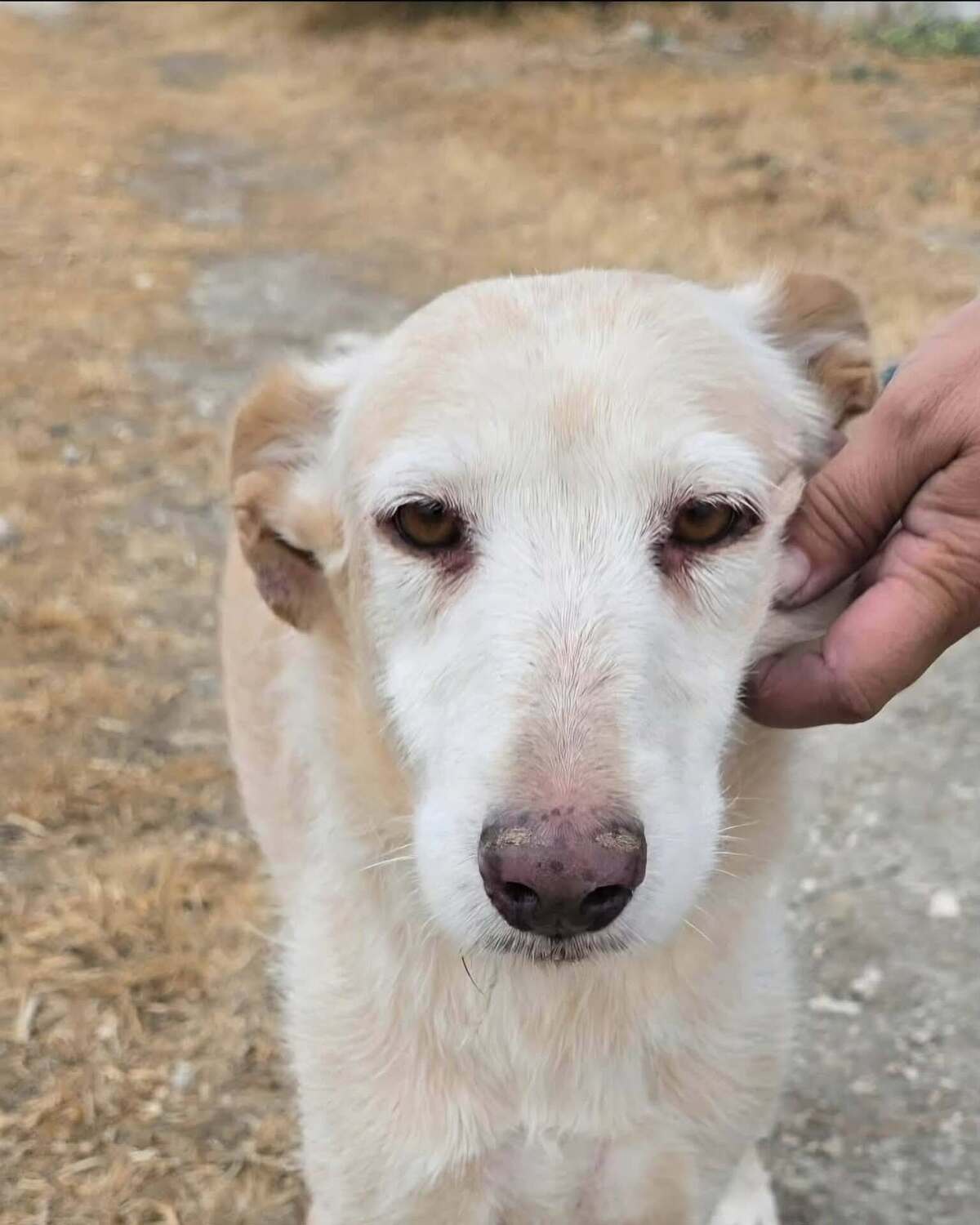 Adoption Bimba