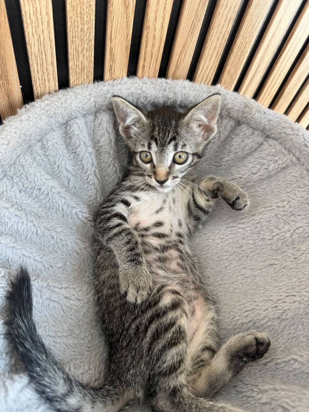 Adoption Juana