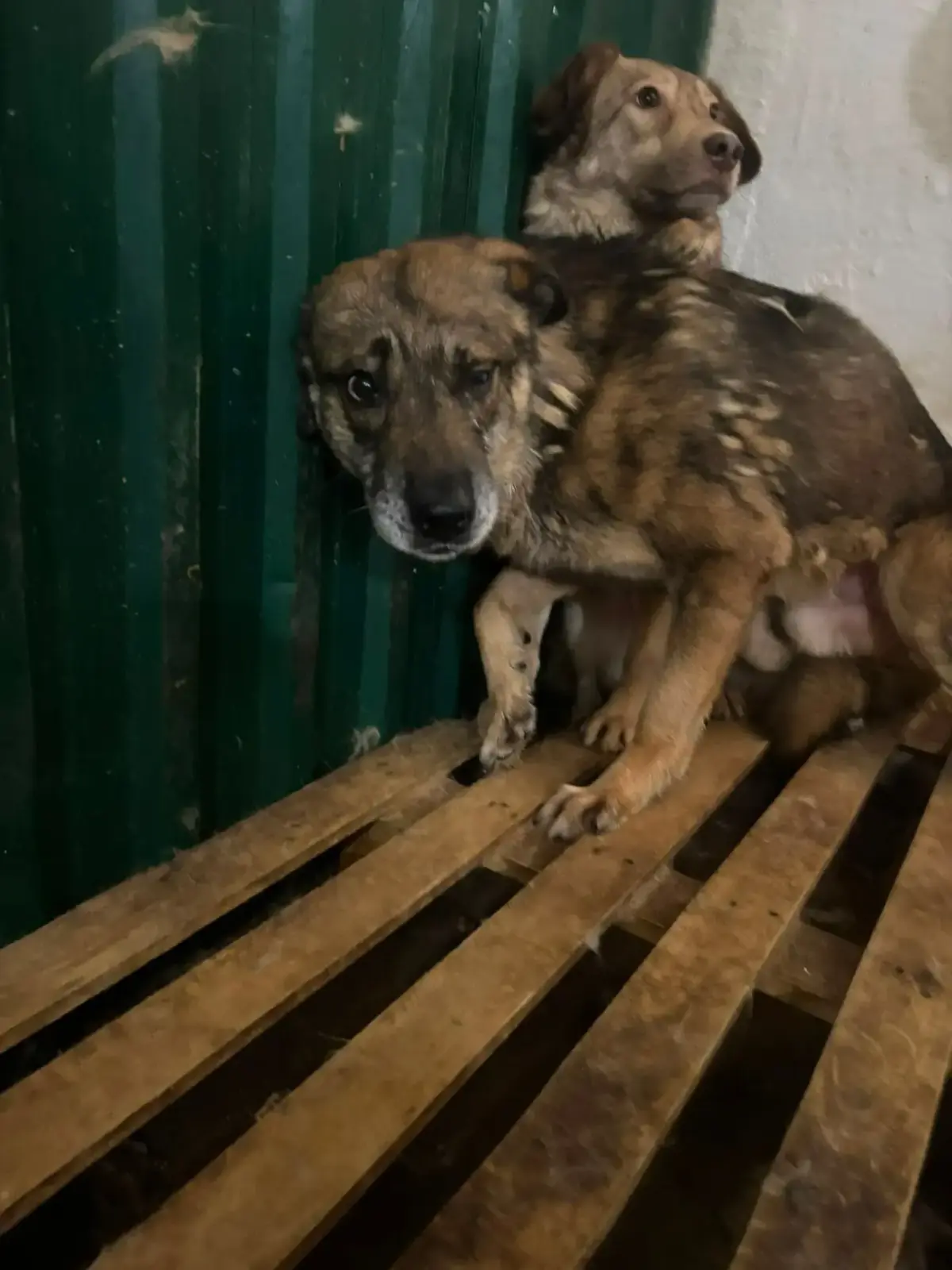 Adoption Beethoven