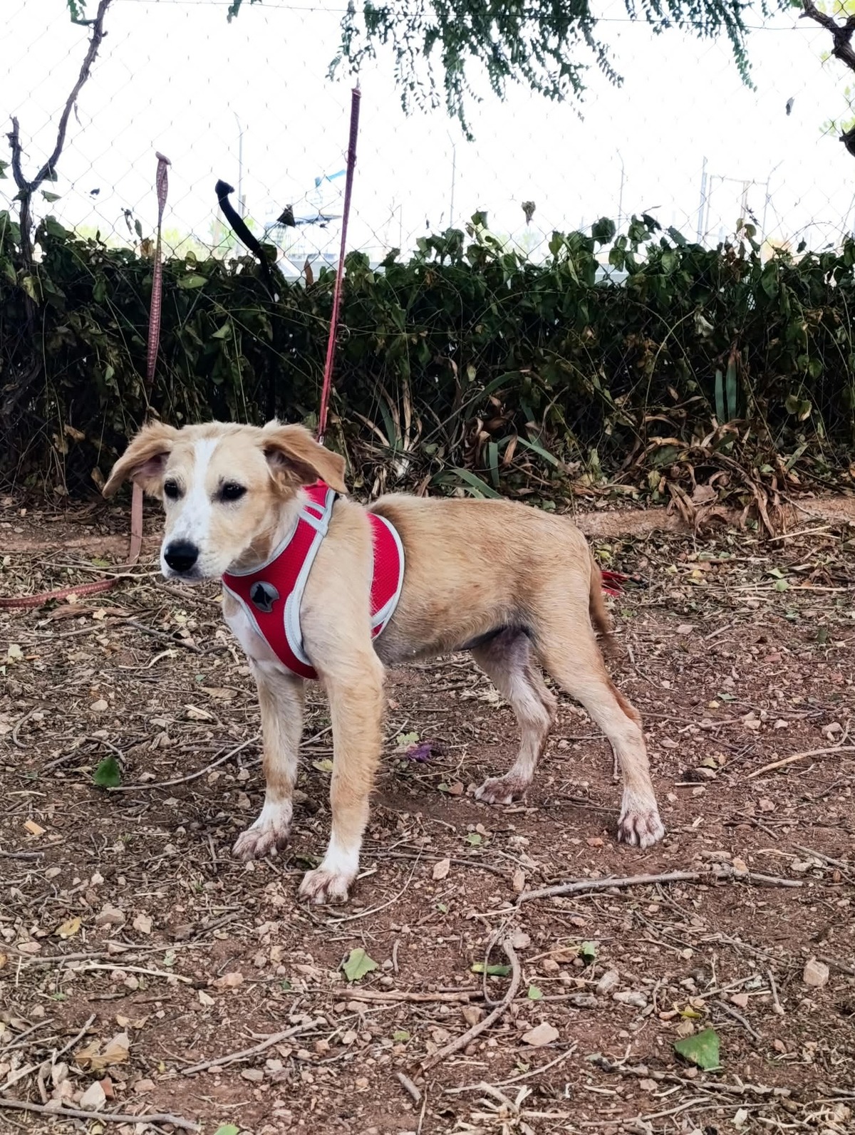 Adoption Joy
