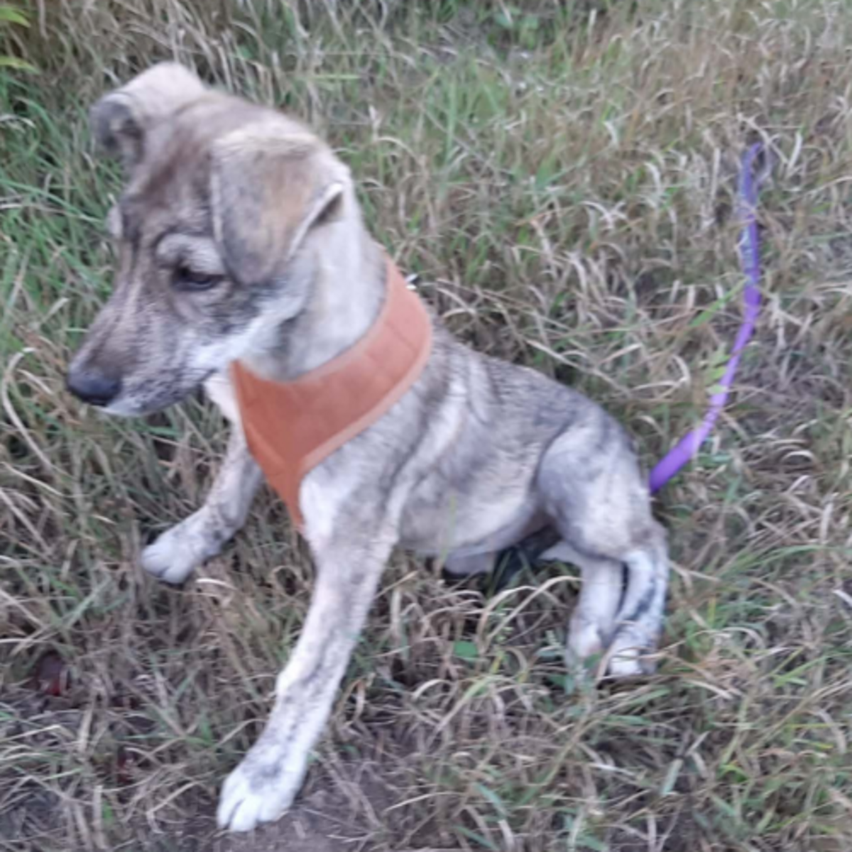 Adoption Crina