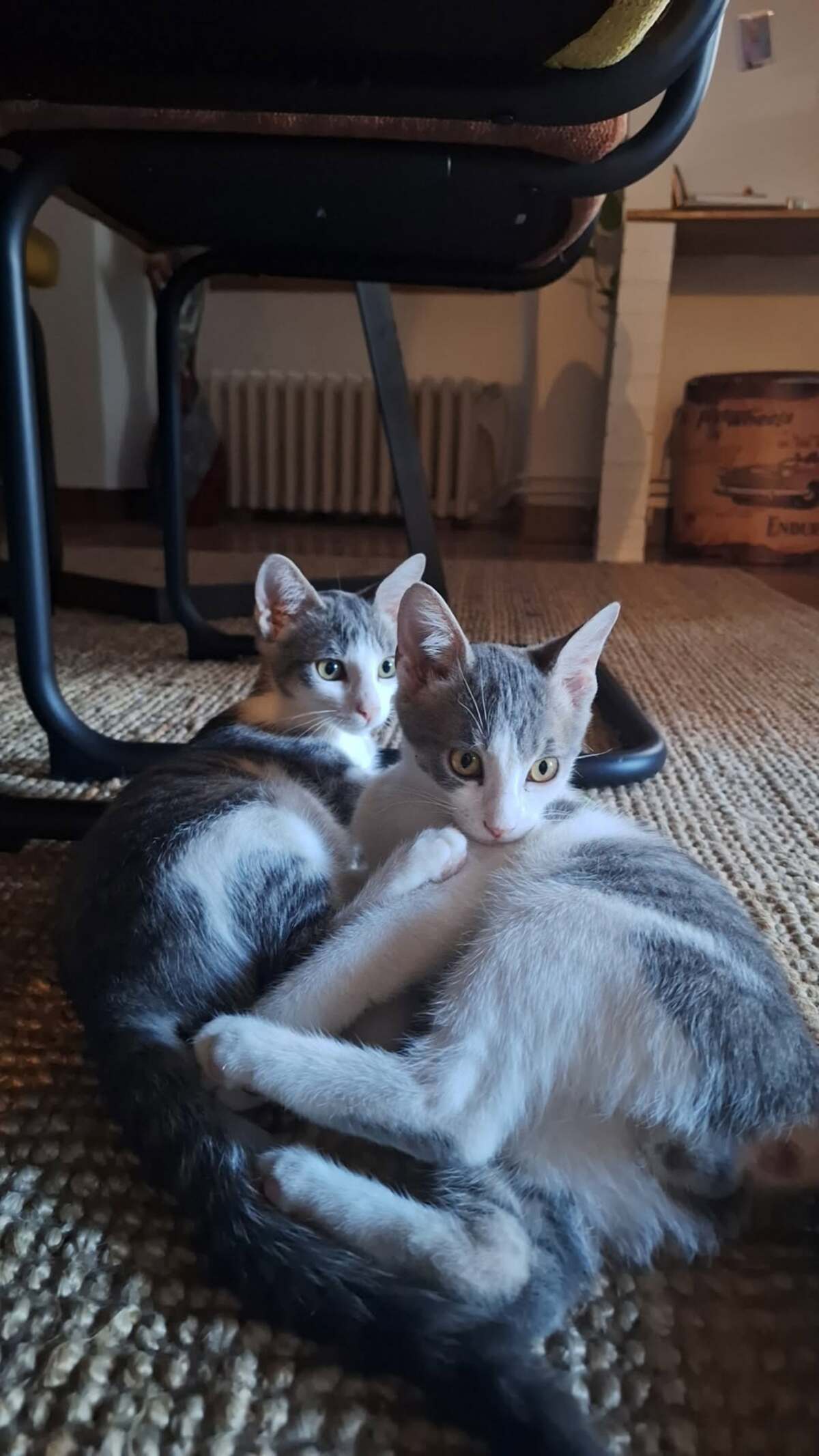 Adoption GREY