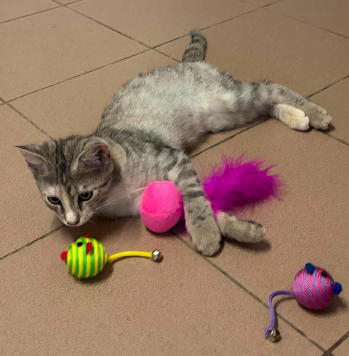 Adoption Mia