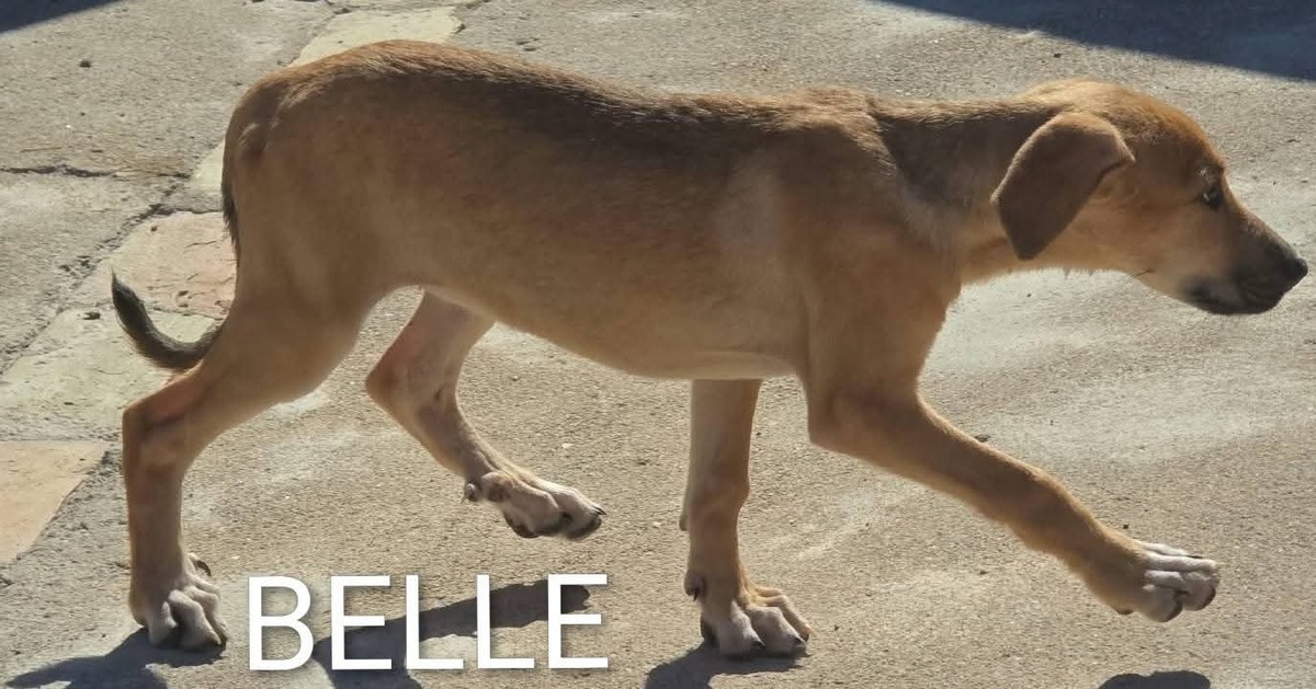 Adoption Belle 