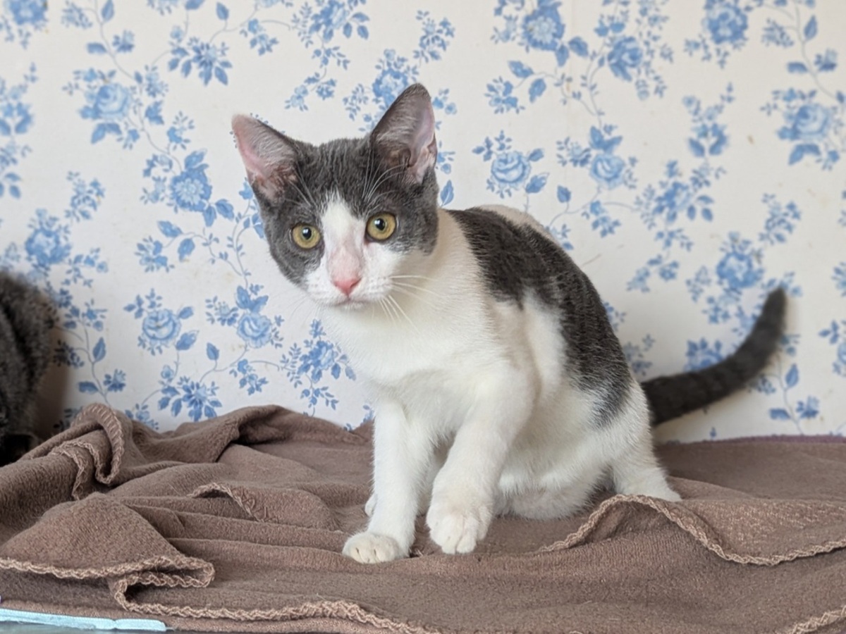 Adoption BETTINA