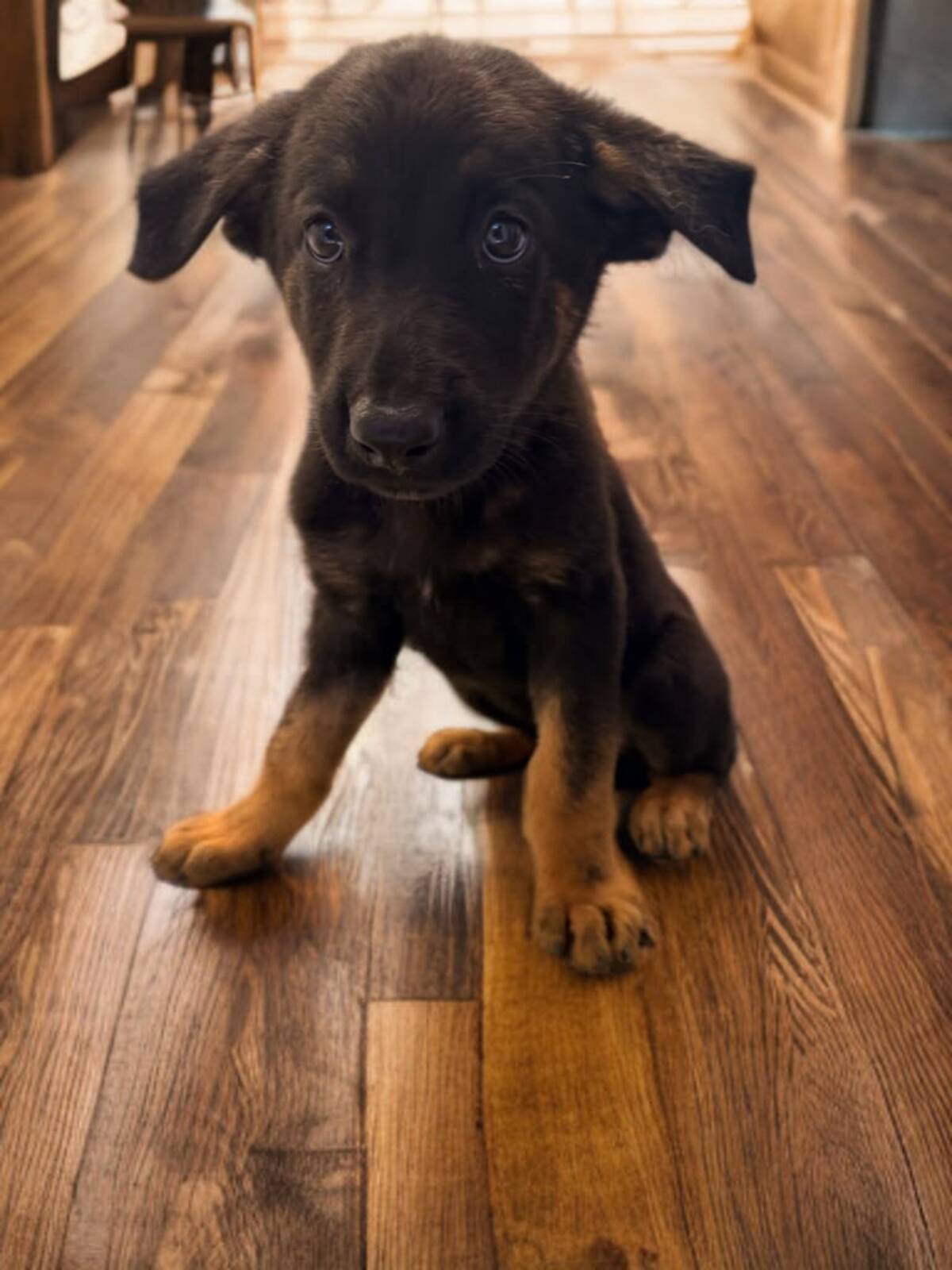 Adoption Malya