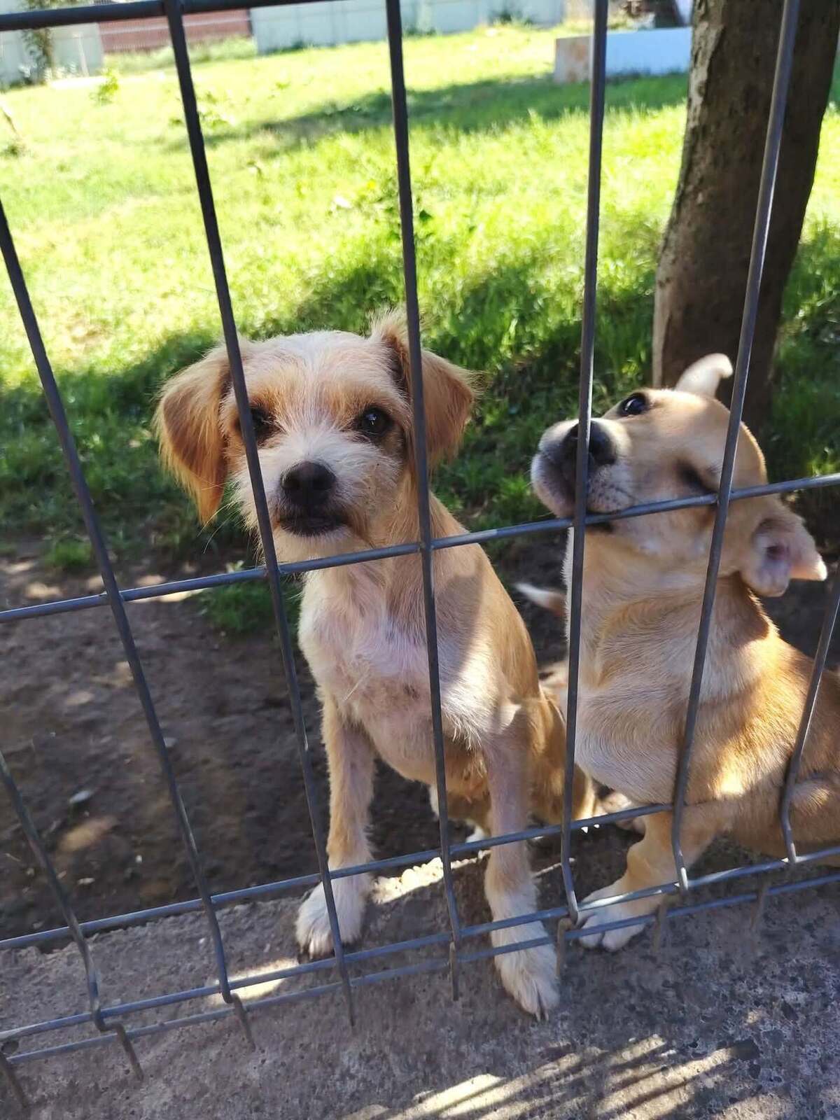 Adoption Bella