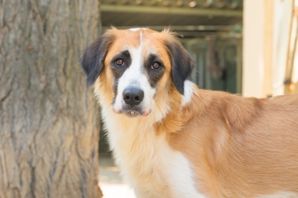 Adoption BESS