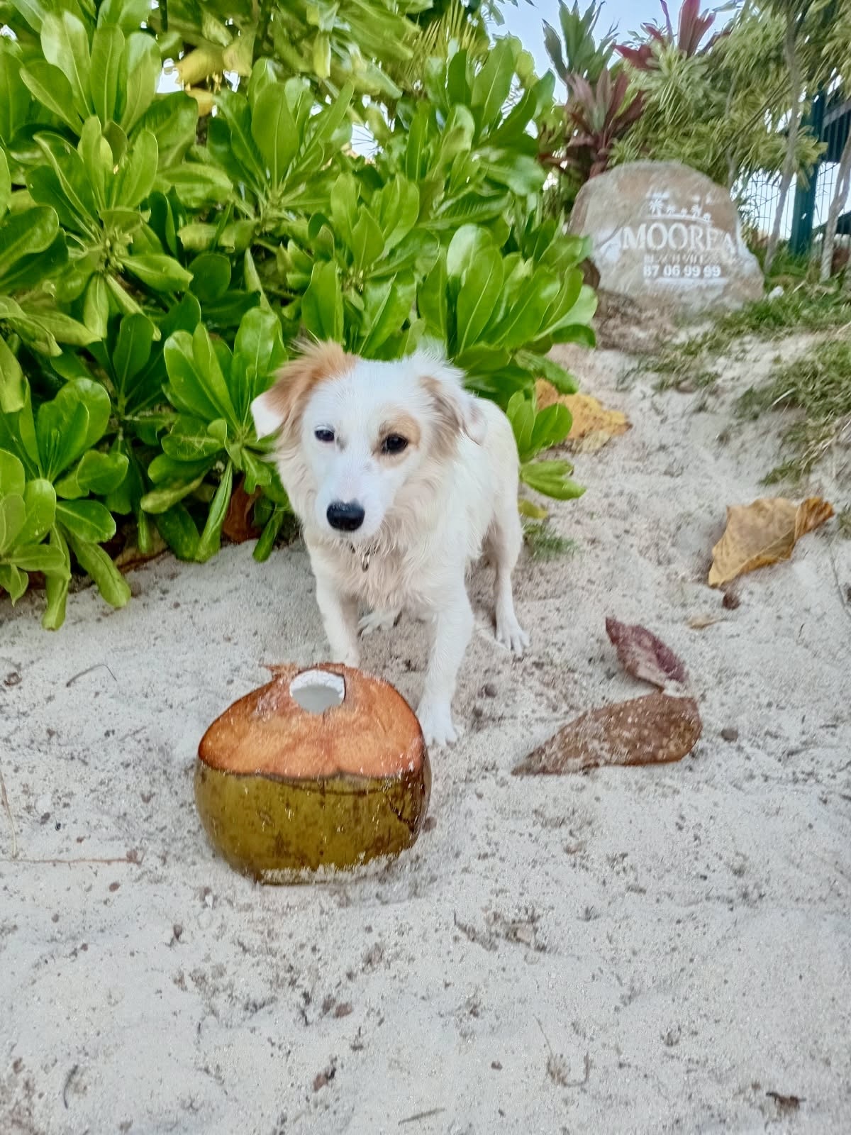 Adoption DOLCE