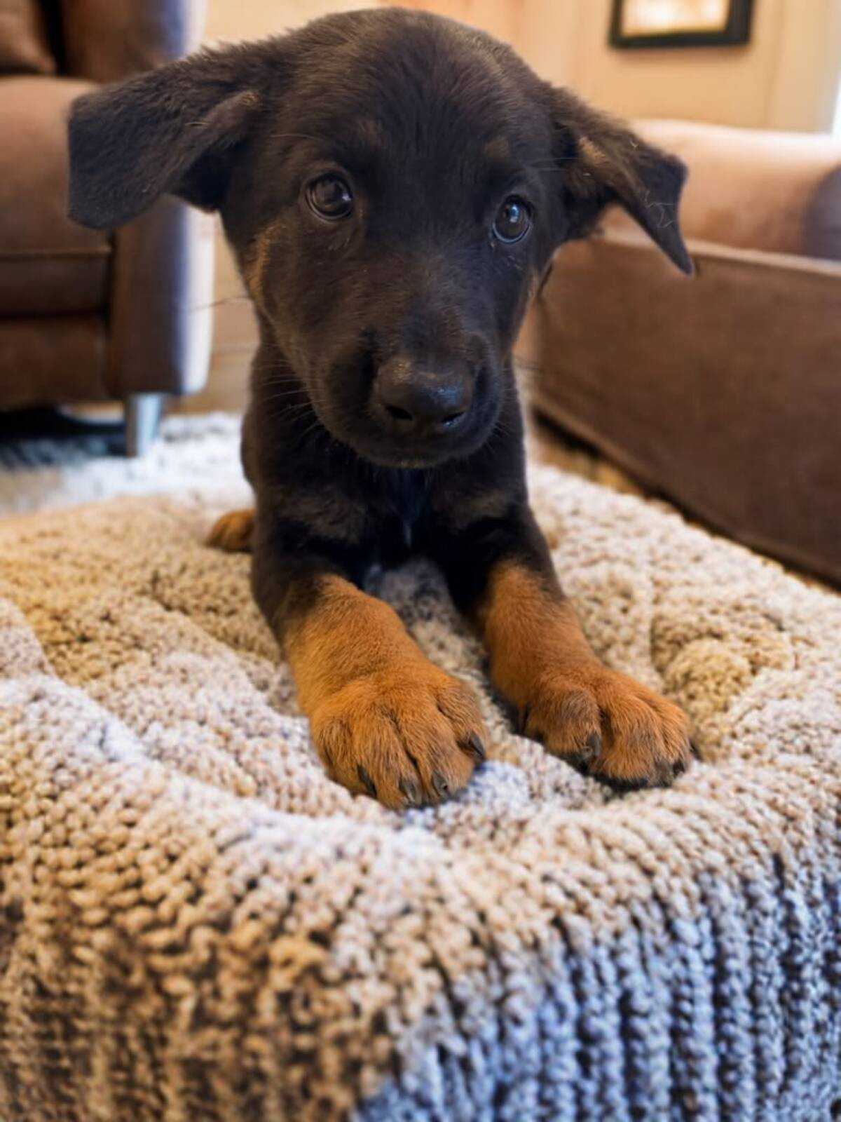Adoption Malya