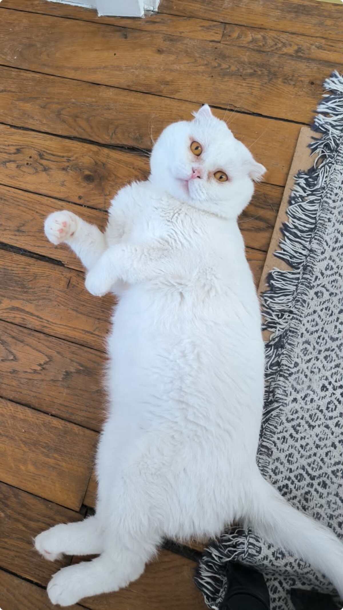 Adoption Nestor