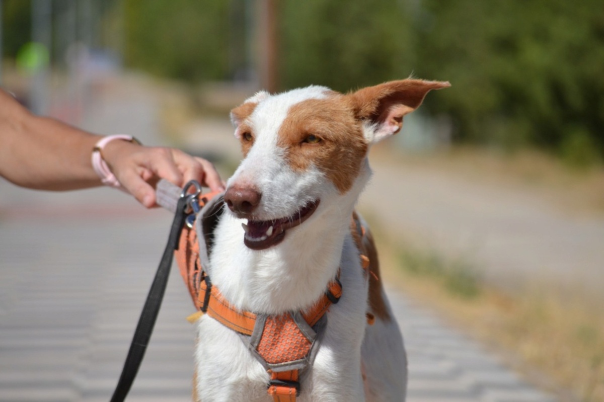 Adoption Orza