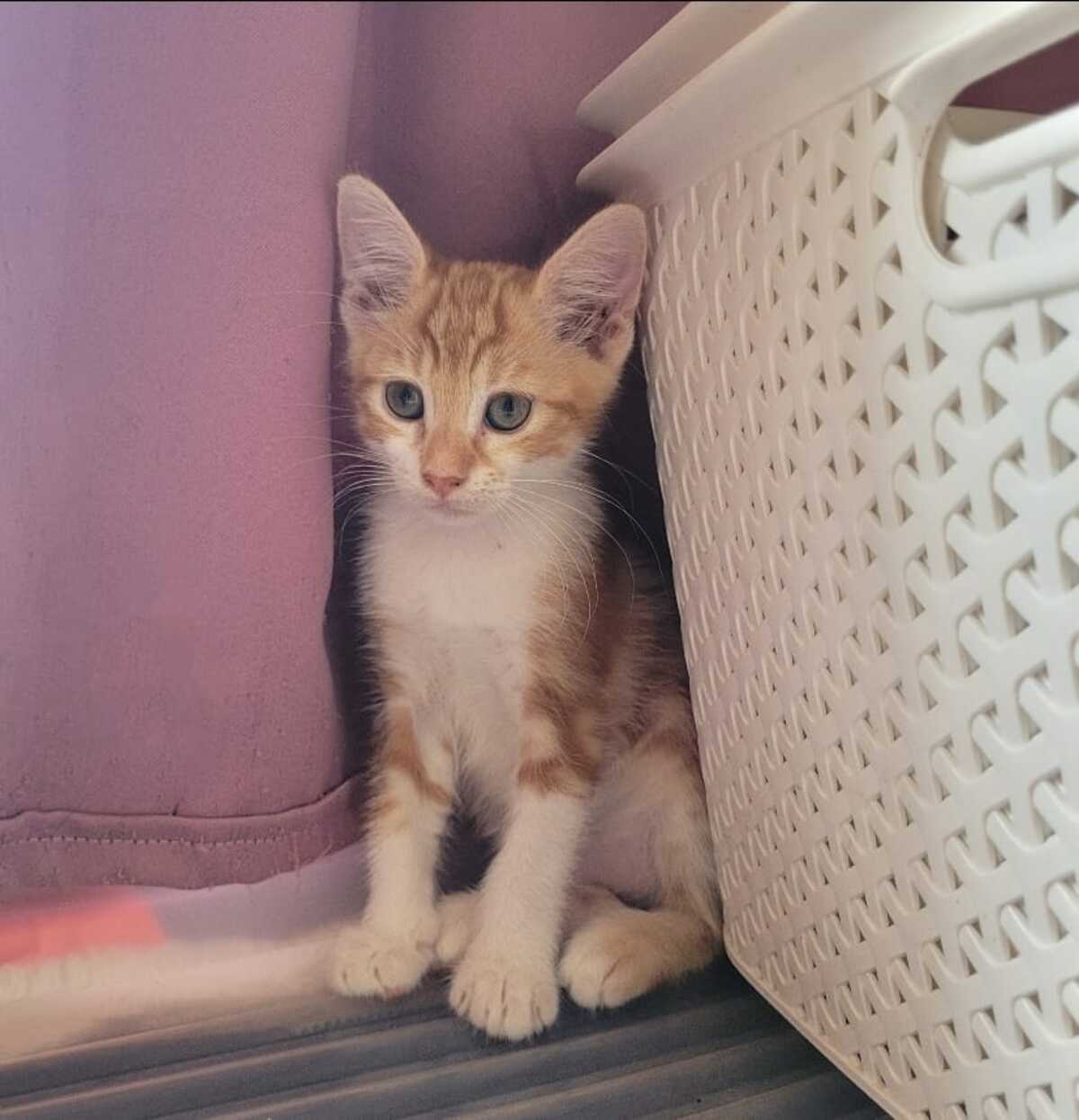 Adoption BAMBINA