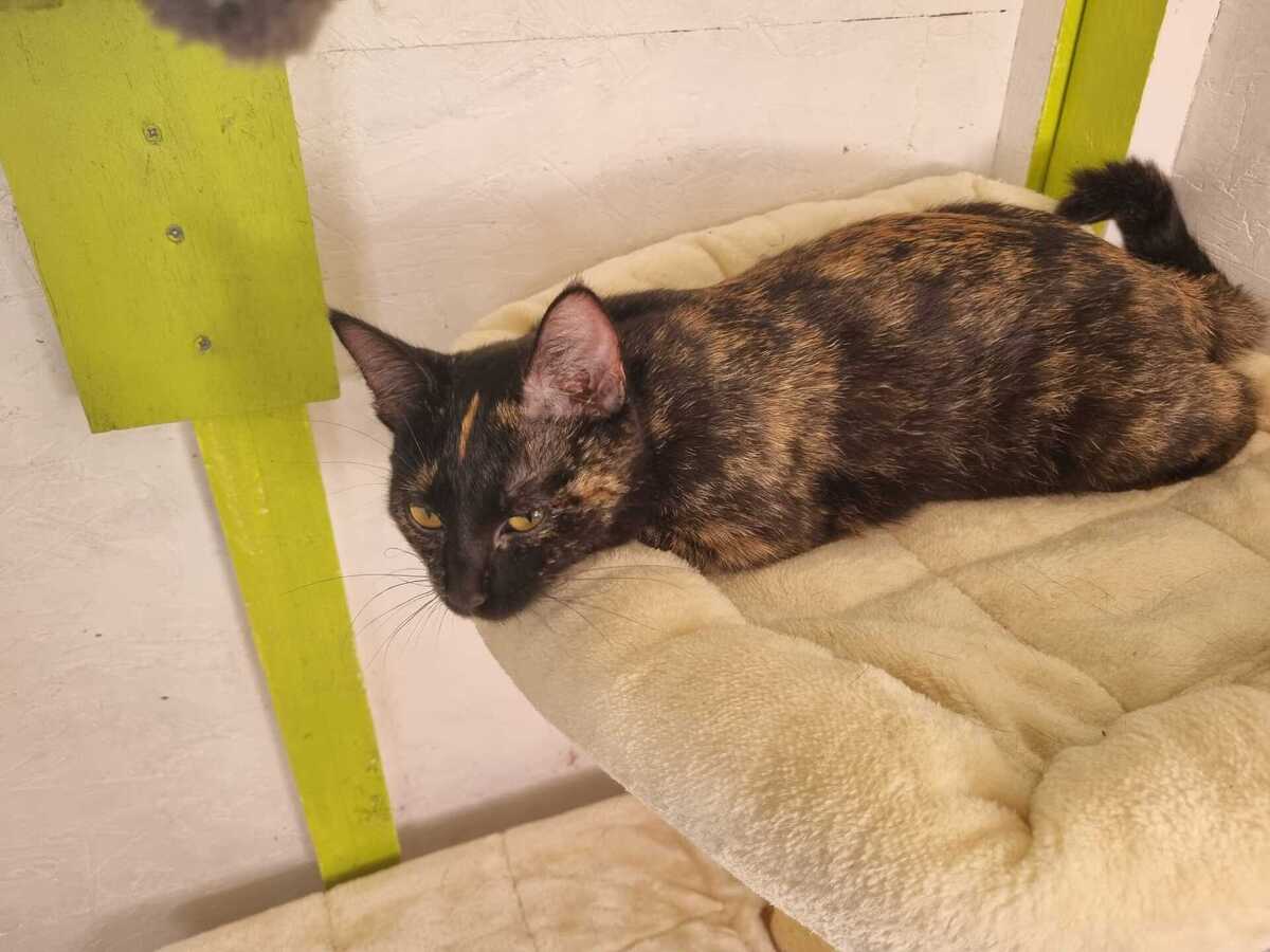 Adoption EMMA