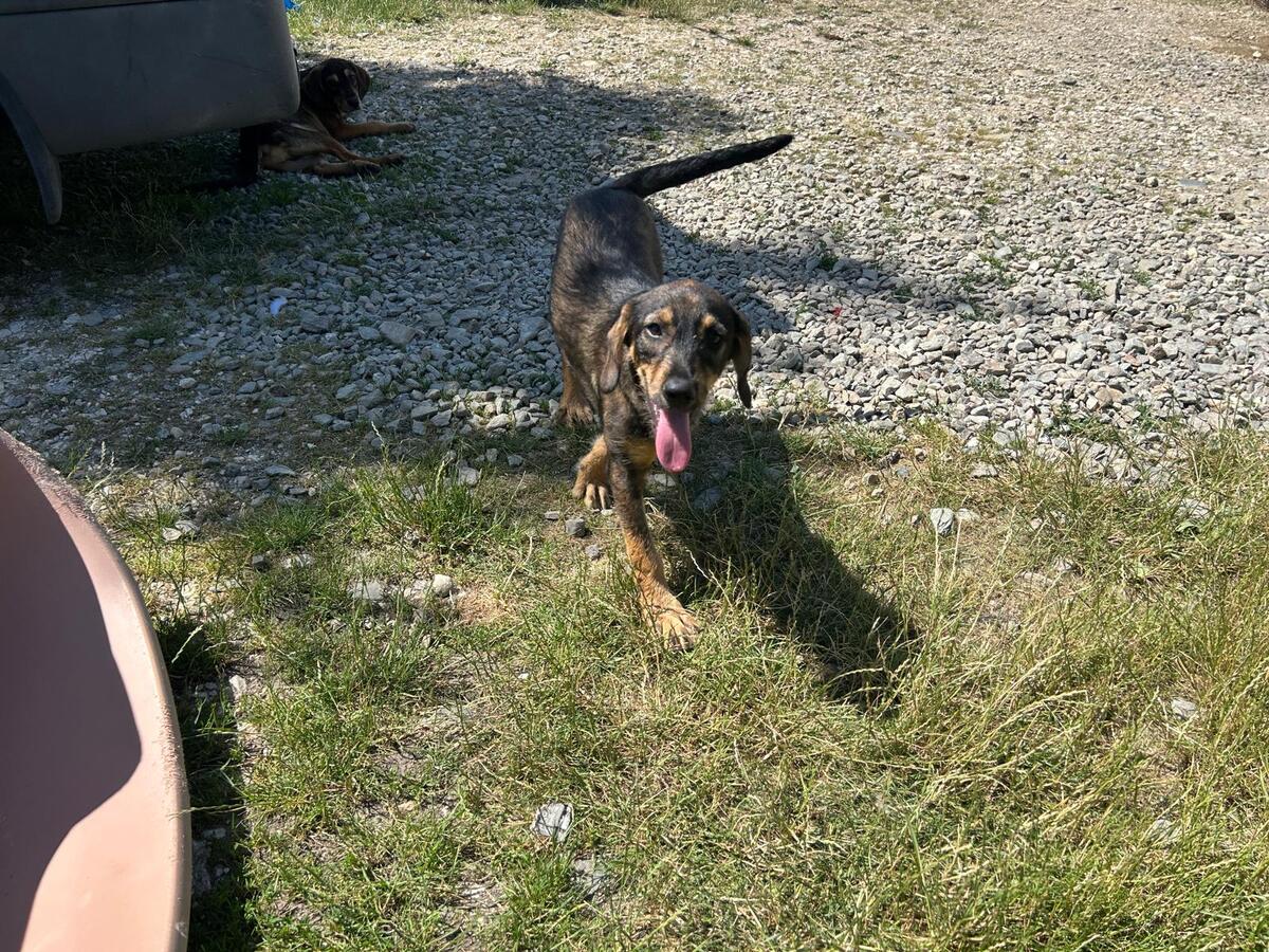 Adoption Leni