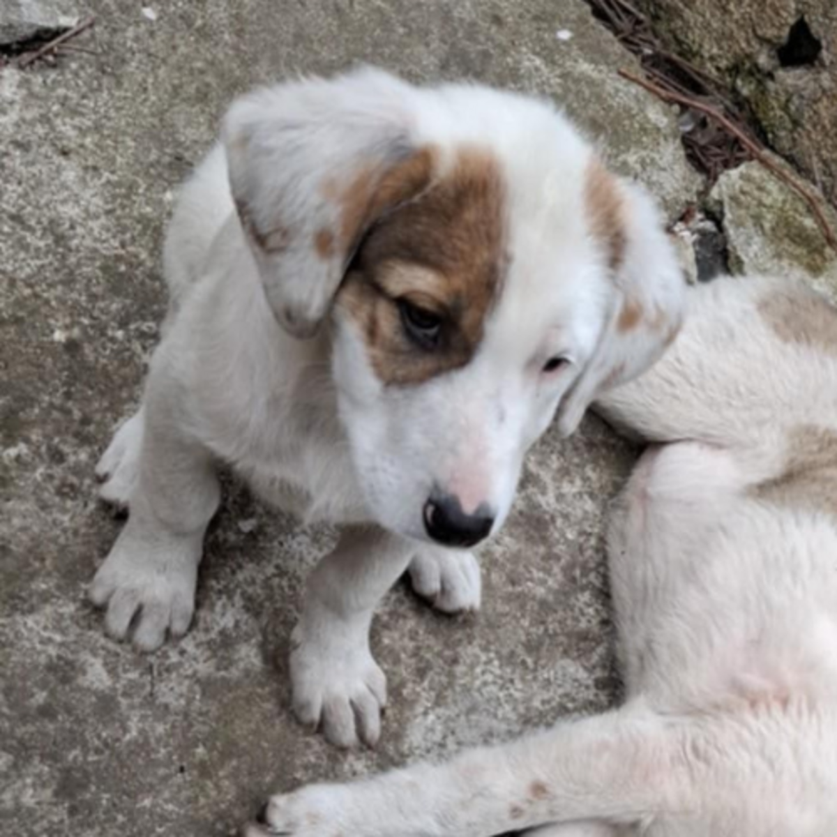 Adoption Rose