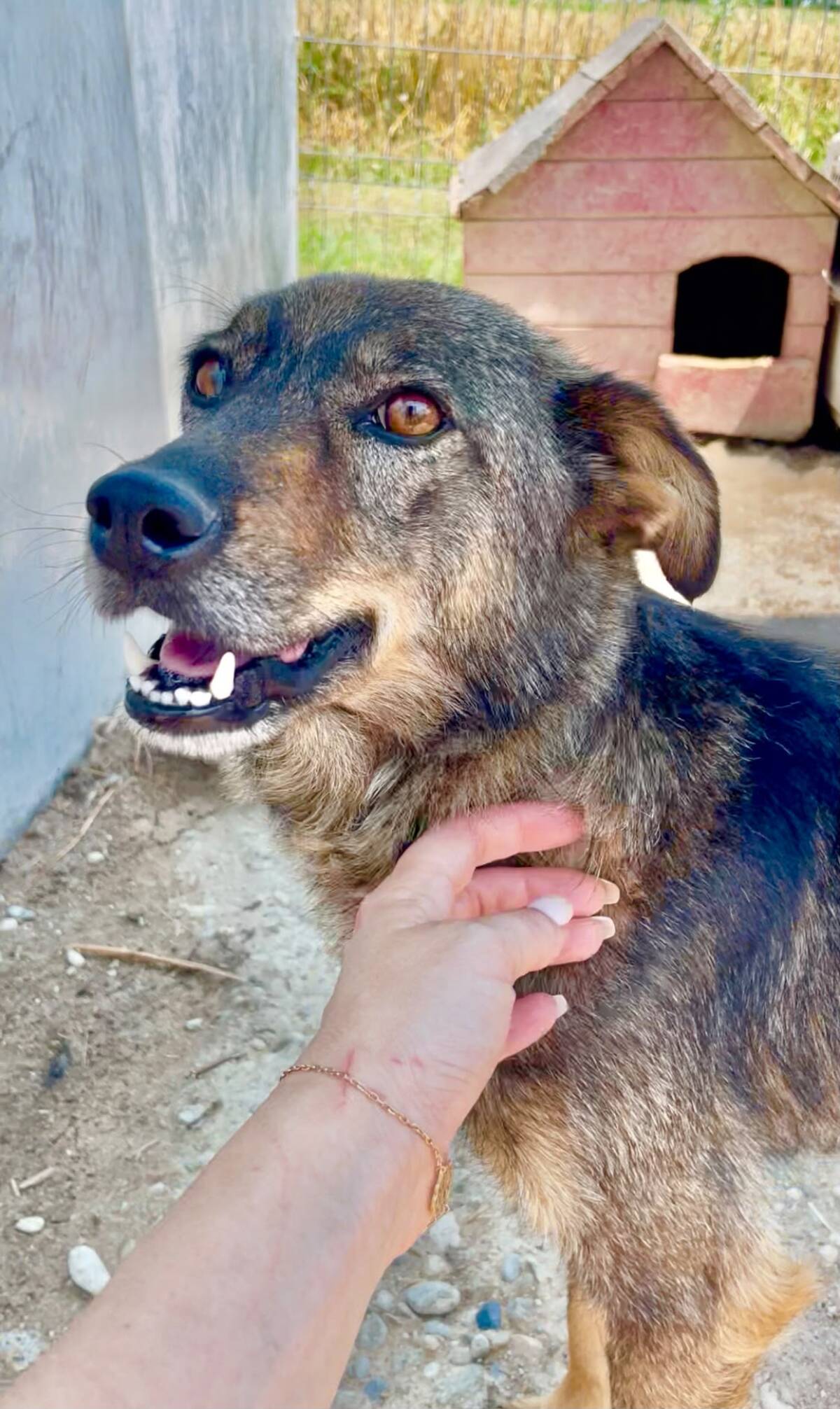 Adoption JOY