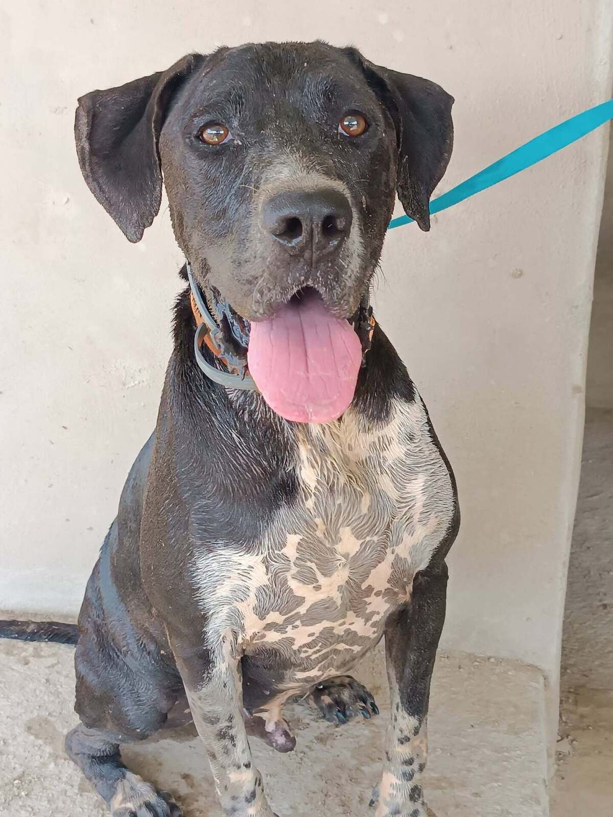 Adoption Salsa