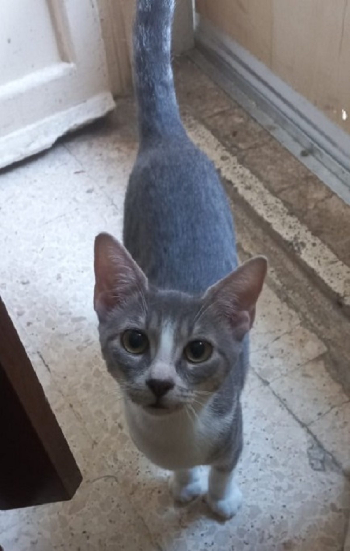 Adoption Gretel