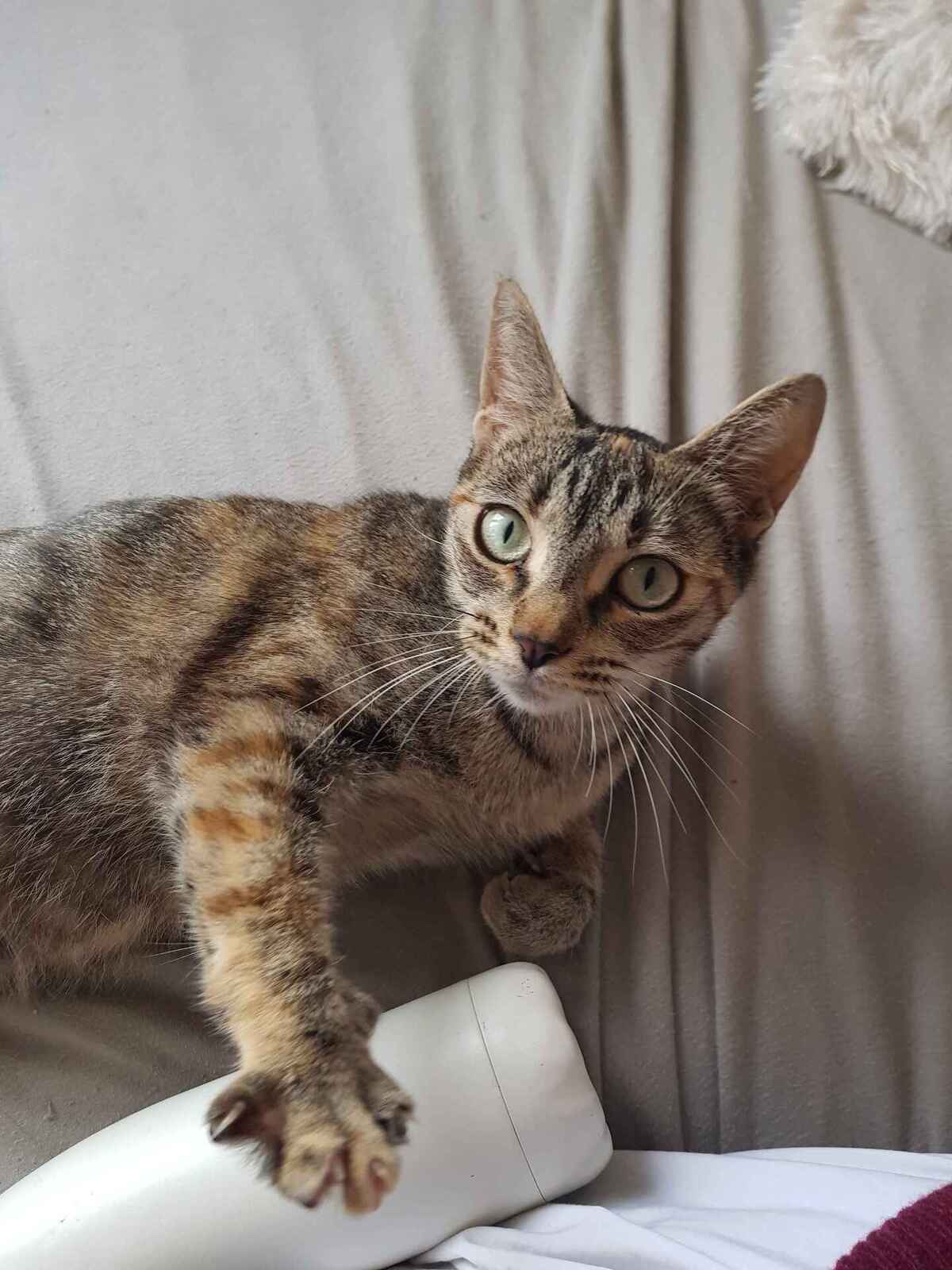 Adoption Butternut 