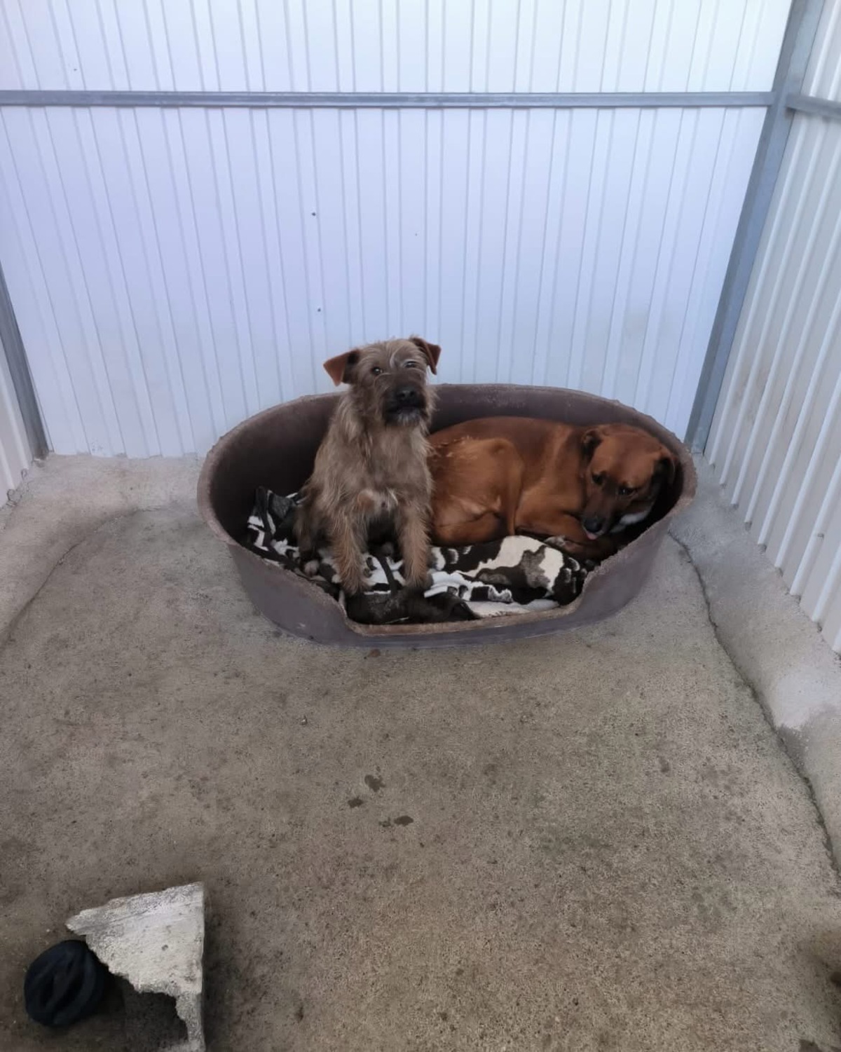 Adoption Mickey