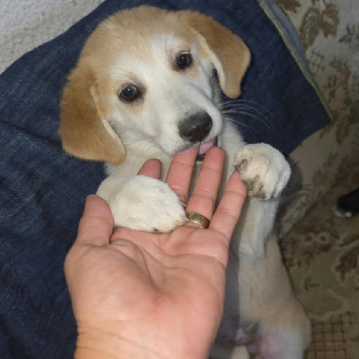 Adoption Scarlett