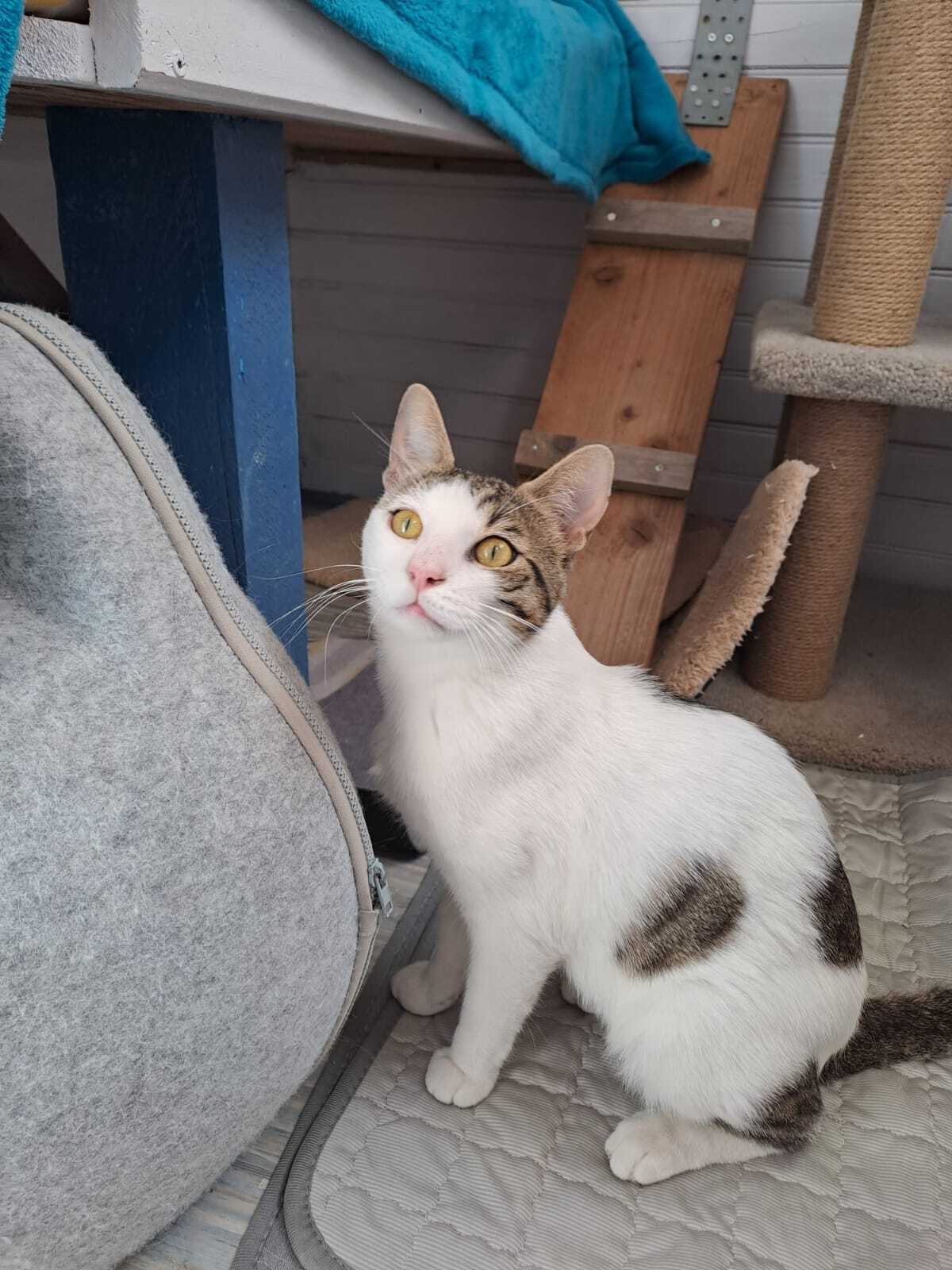 Adoption LANCELOT