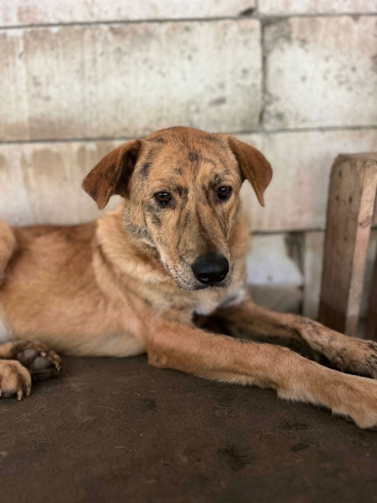 Adoption Slatka