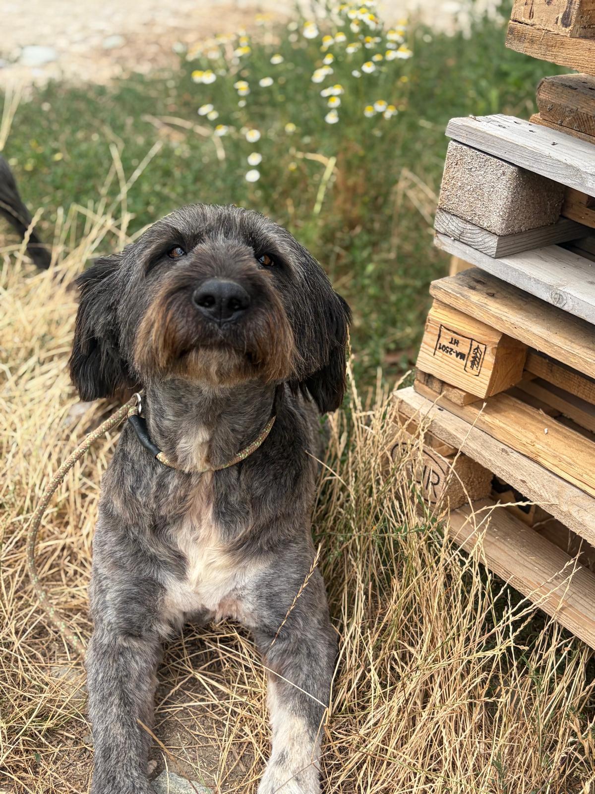 Adoption WINONA