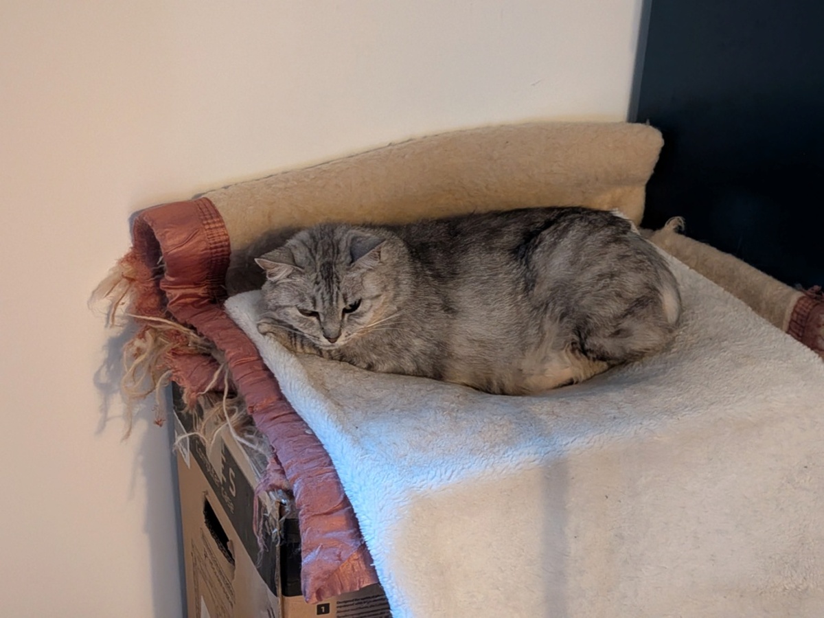 Adoption Mikeu