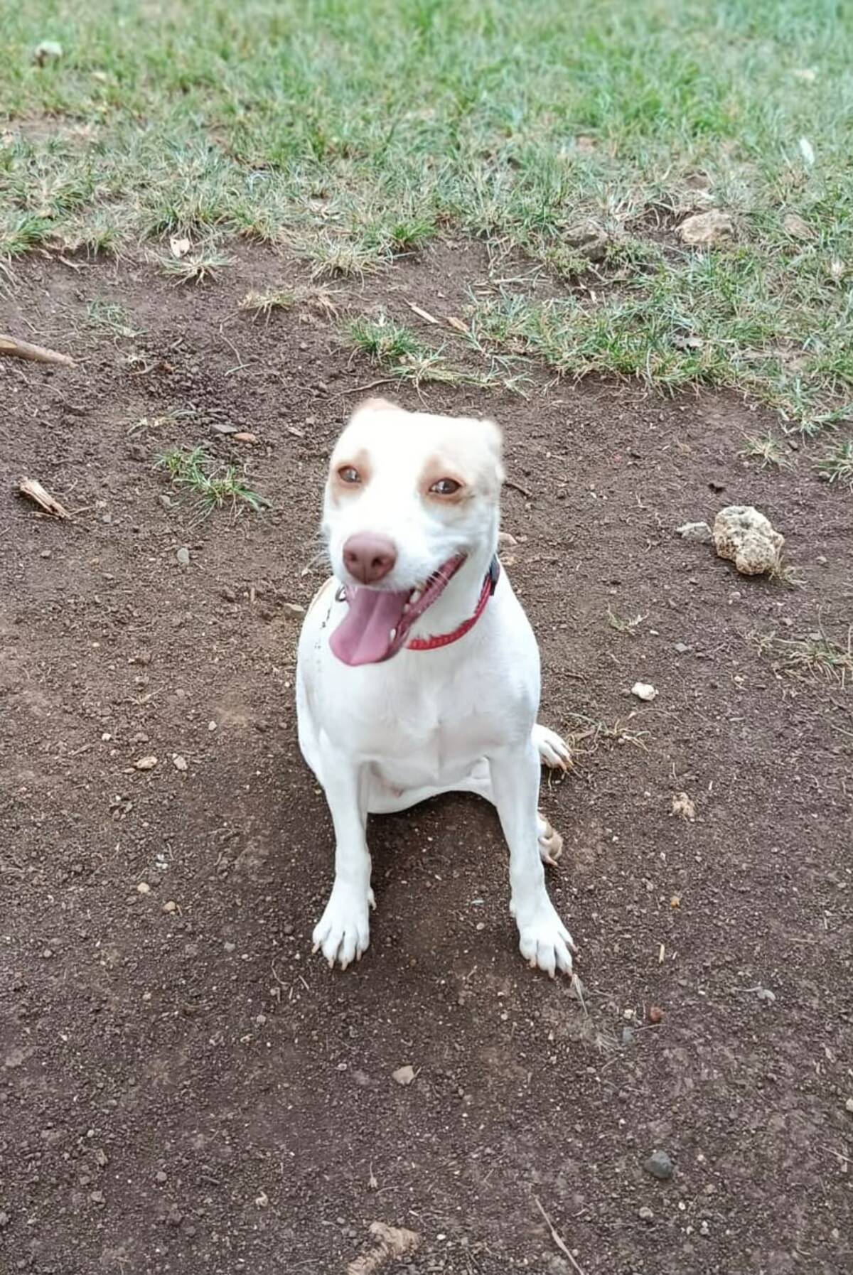 Adoption Dolce