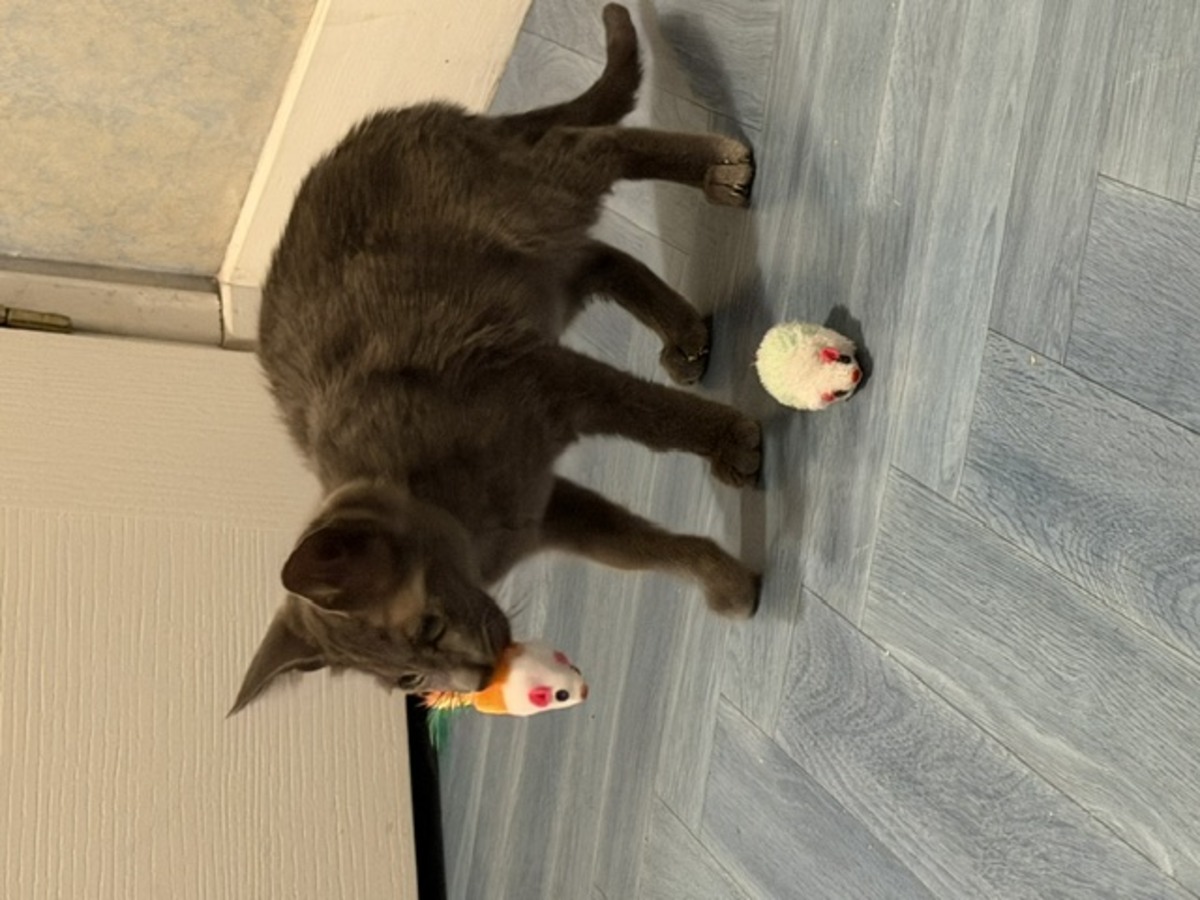 Adoption BAZILE