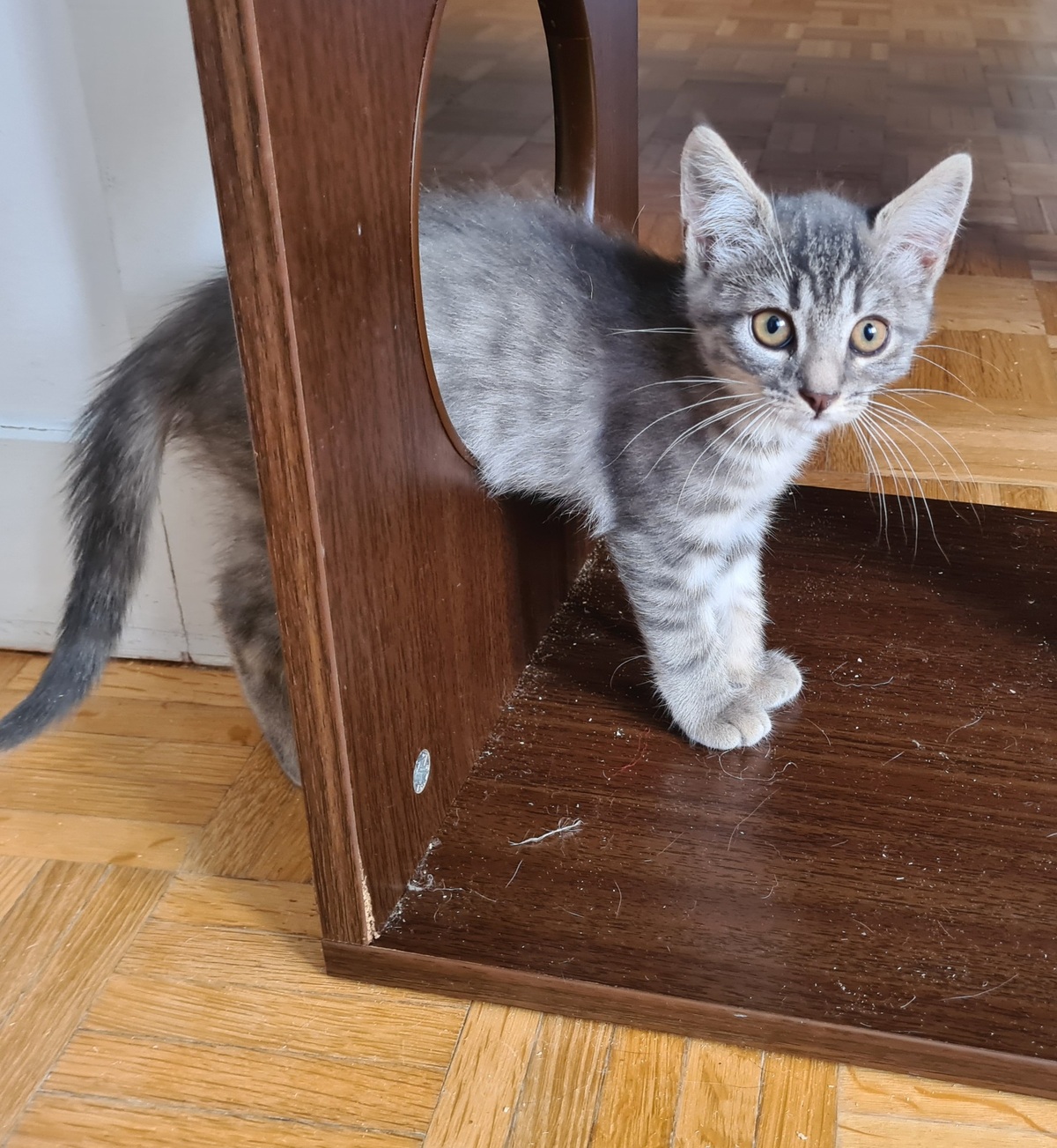 Adoption Mory