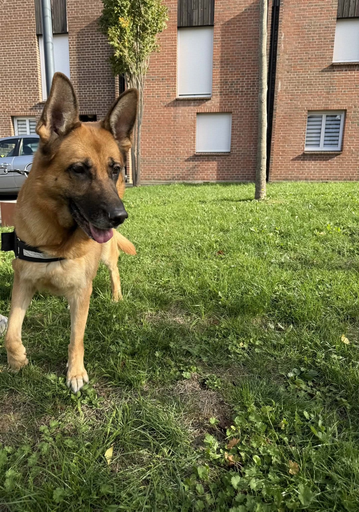 Adoption Daya