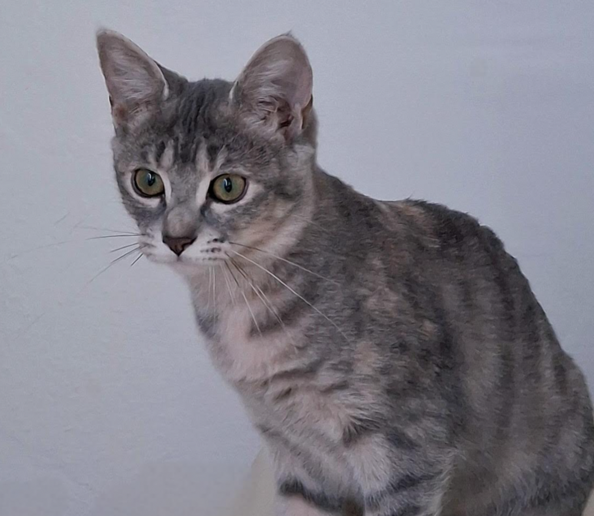 Adoption Bo & Saria