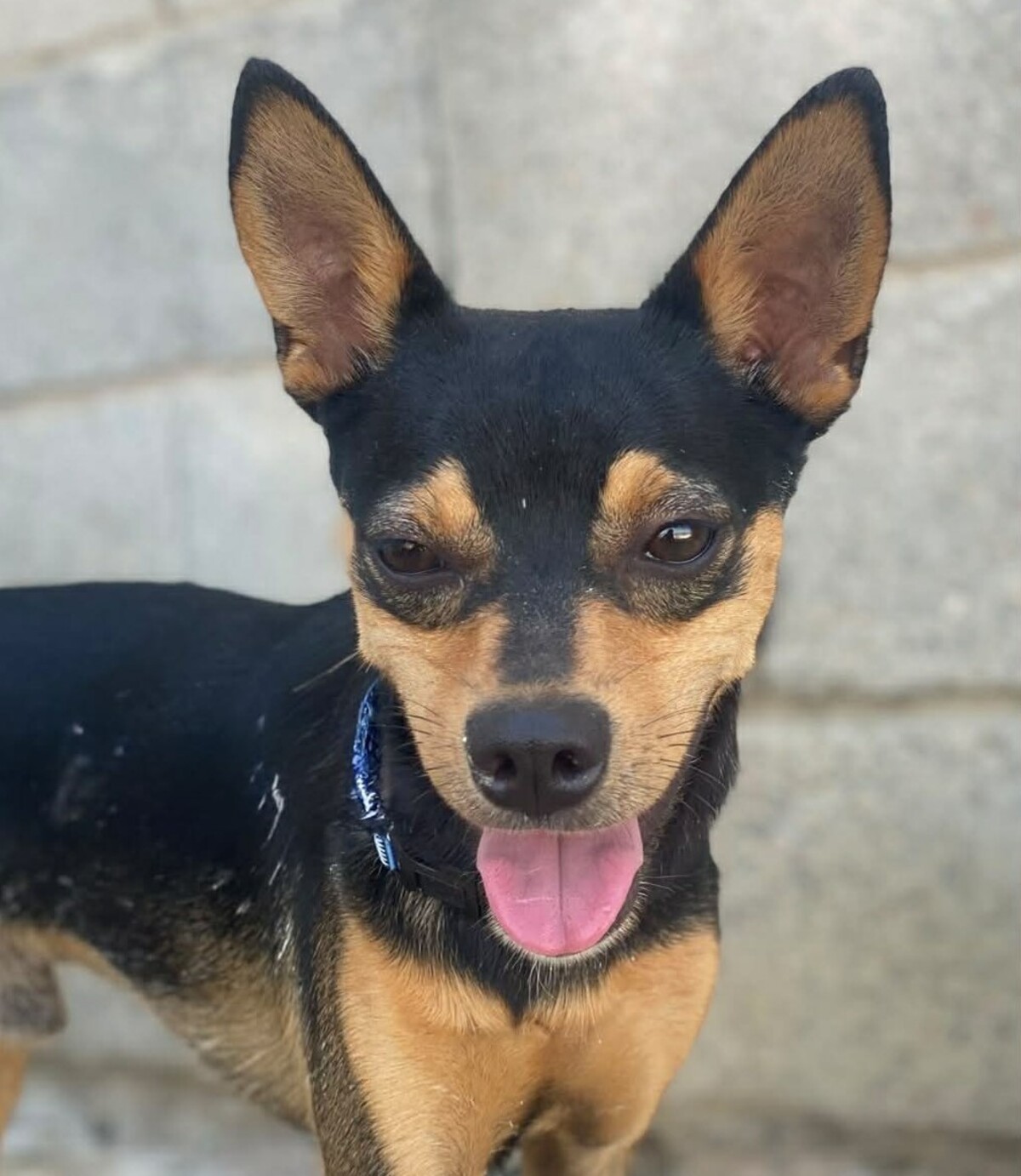 Adoption Dandy 