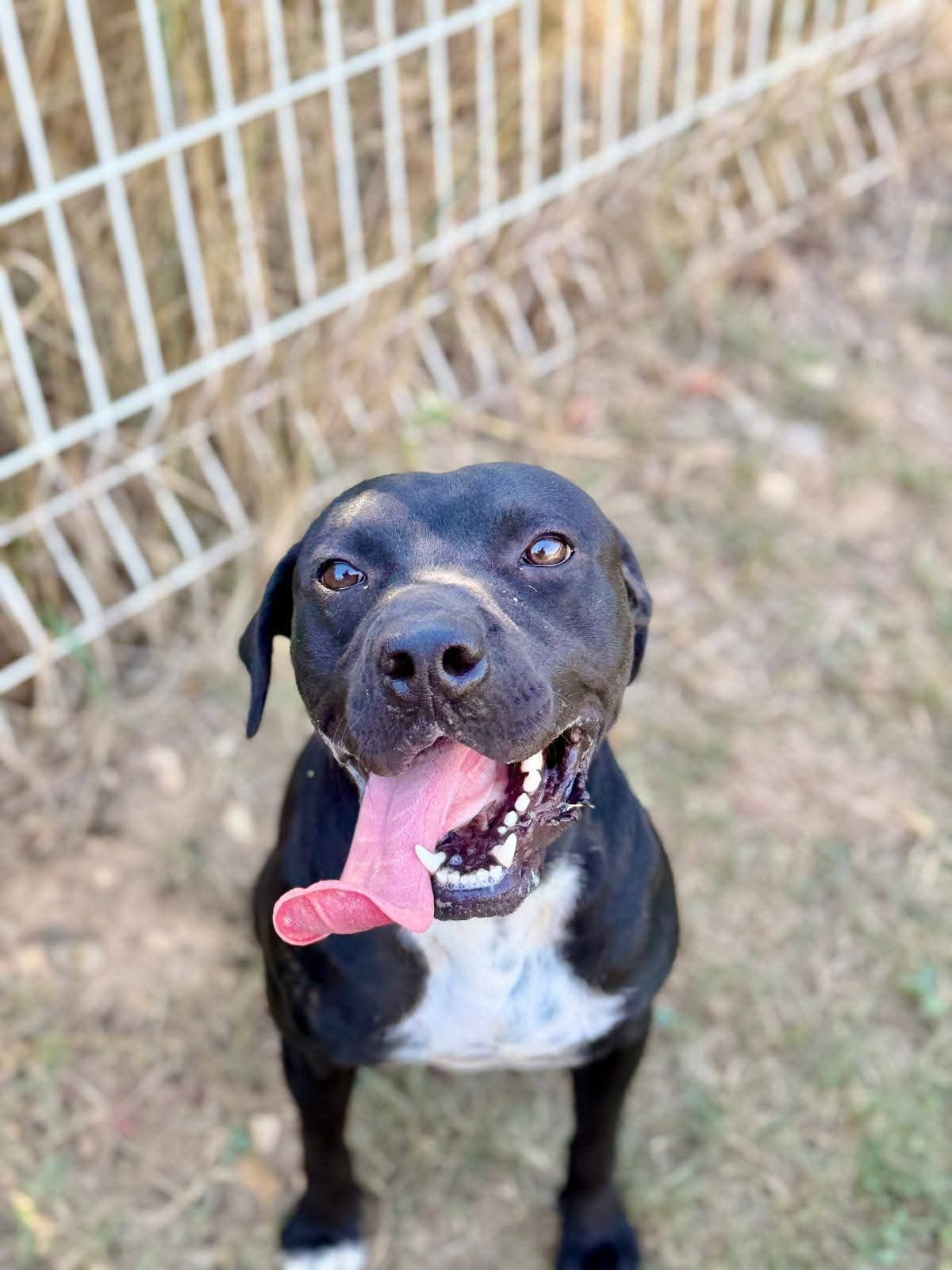 Adoption Arko