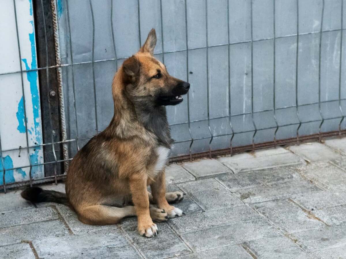 Adoption Bonnie