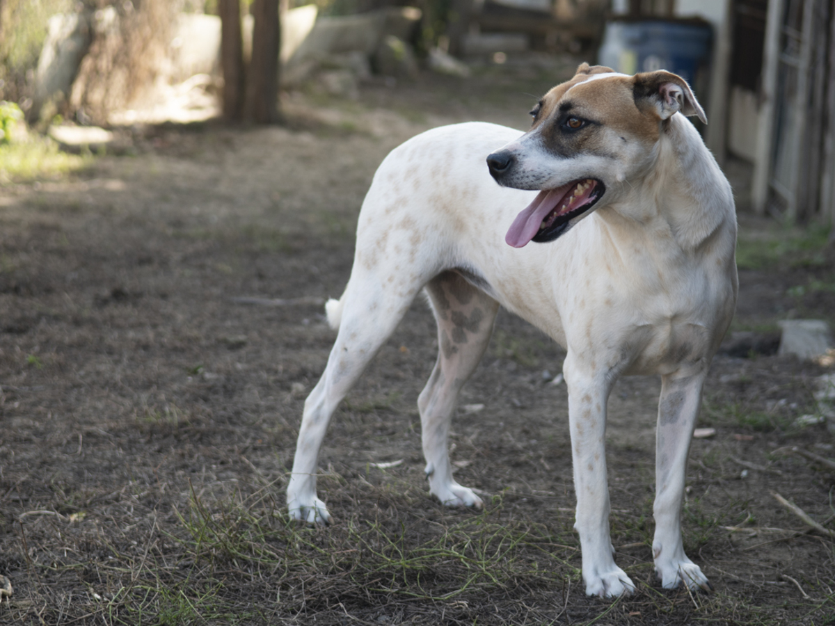 Adoption Bambie