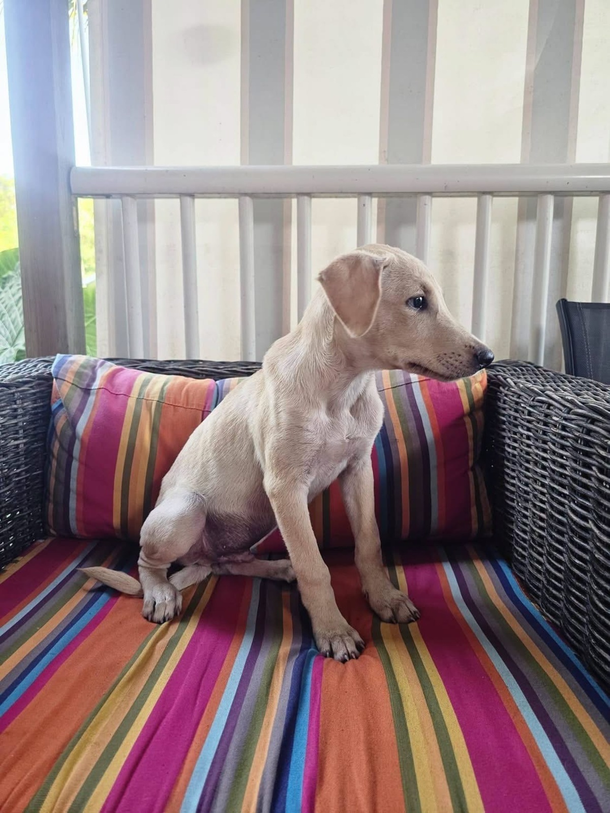 Adoption Bao