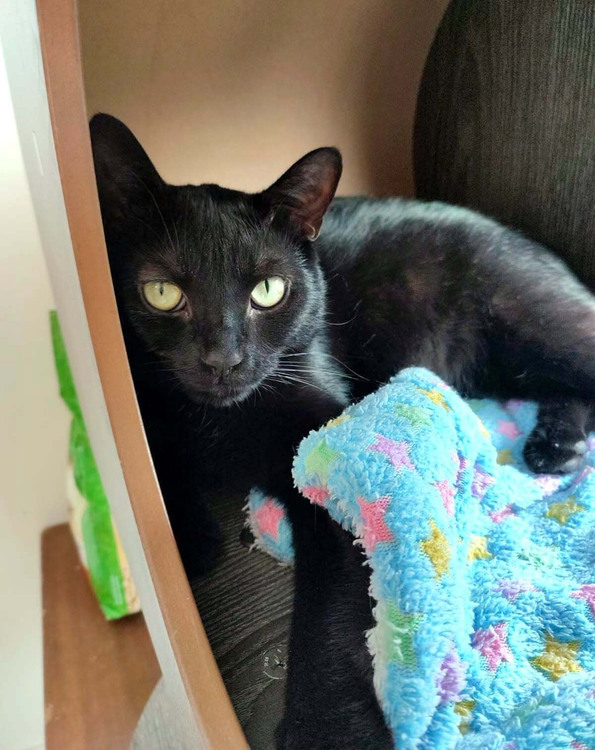 Adoption Pirate