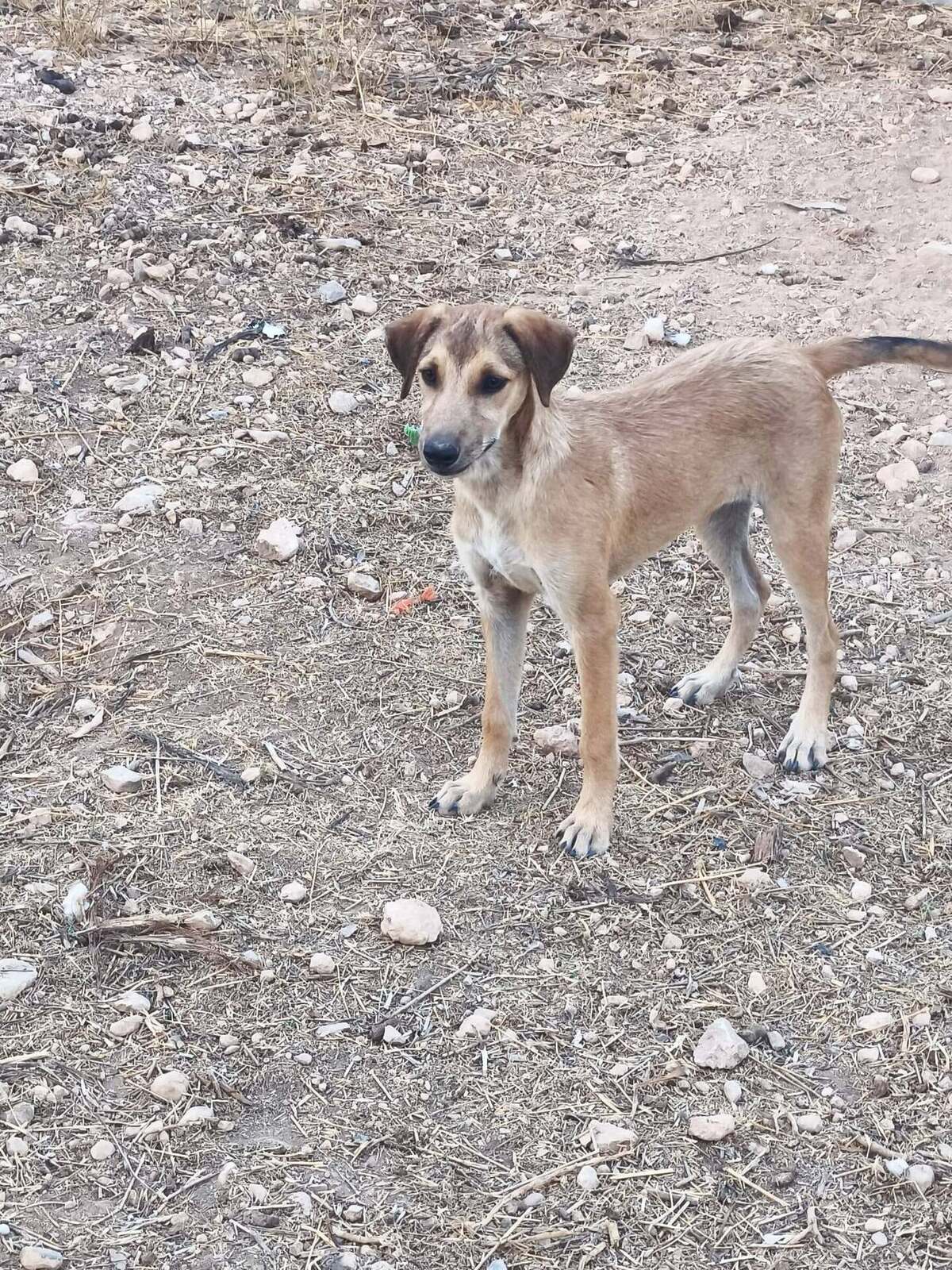 Adoption Sandía