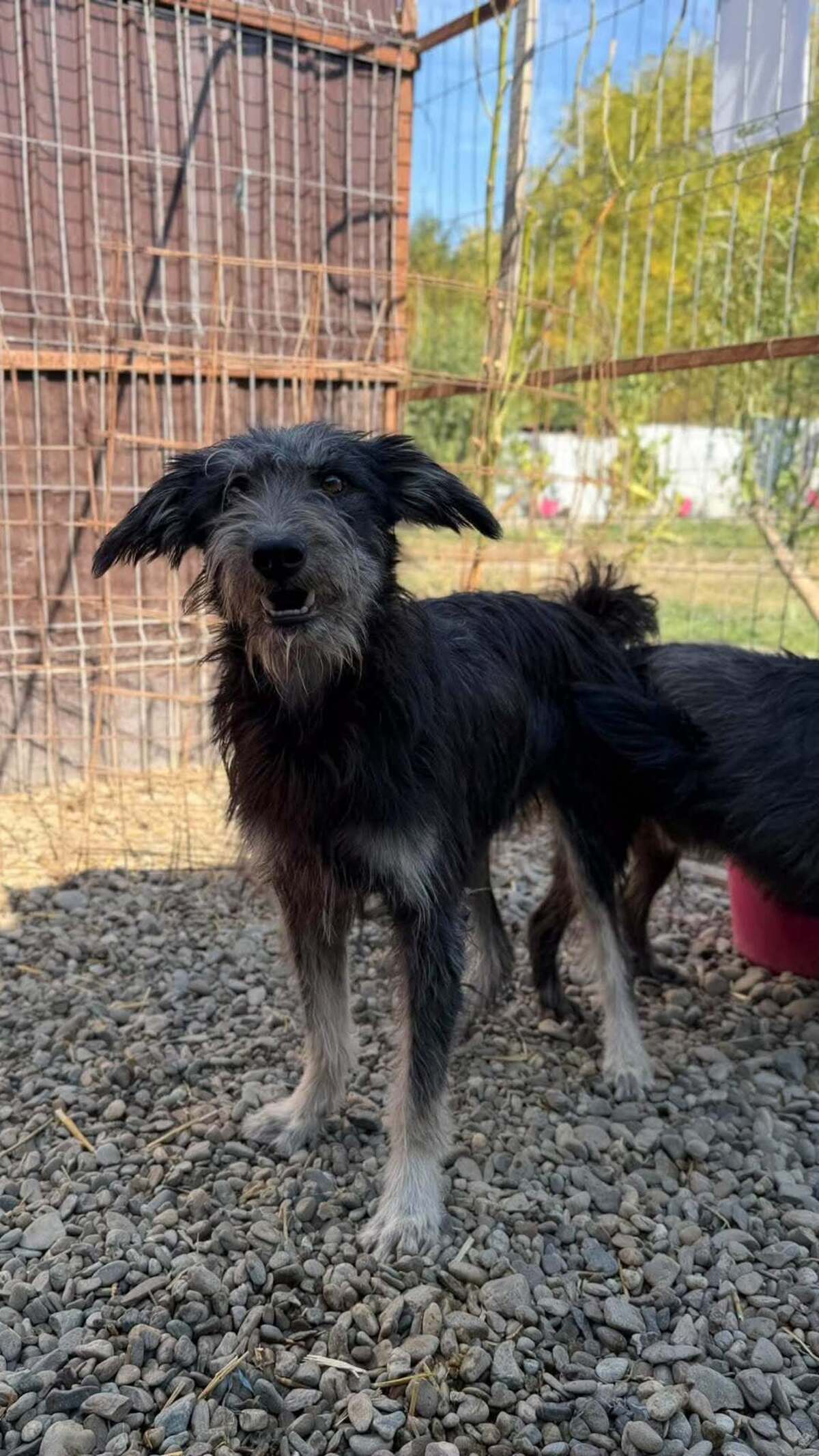 Adoption Nori