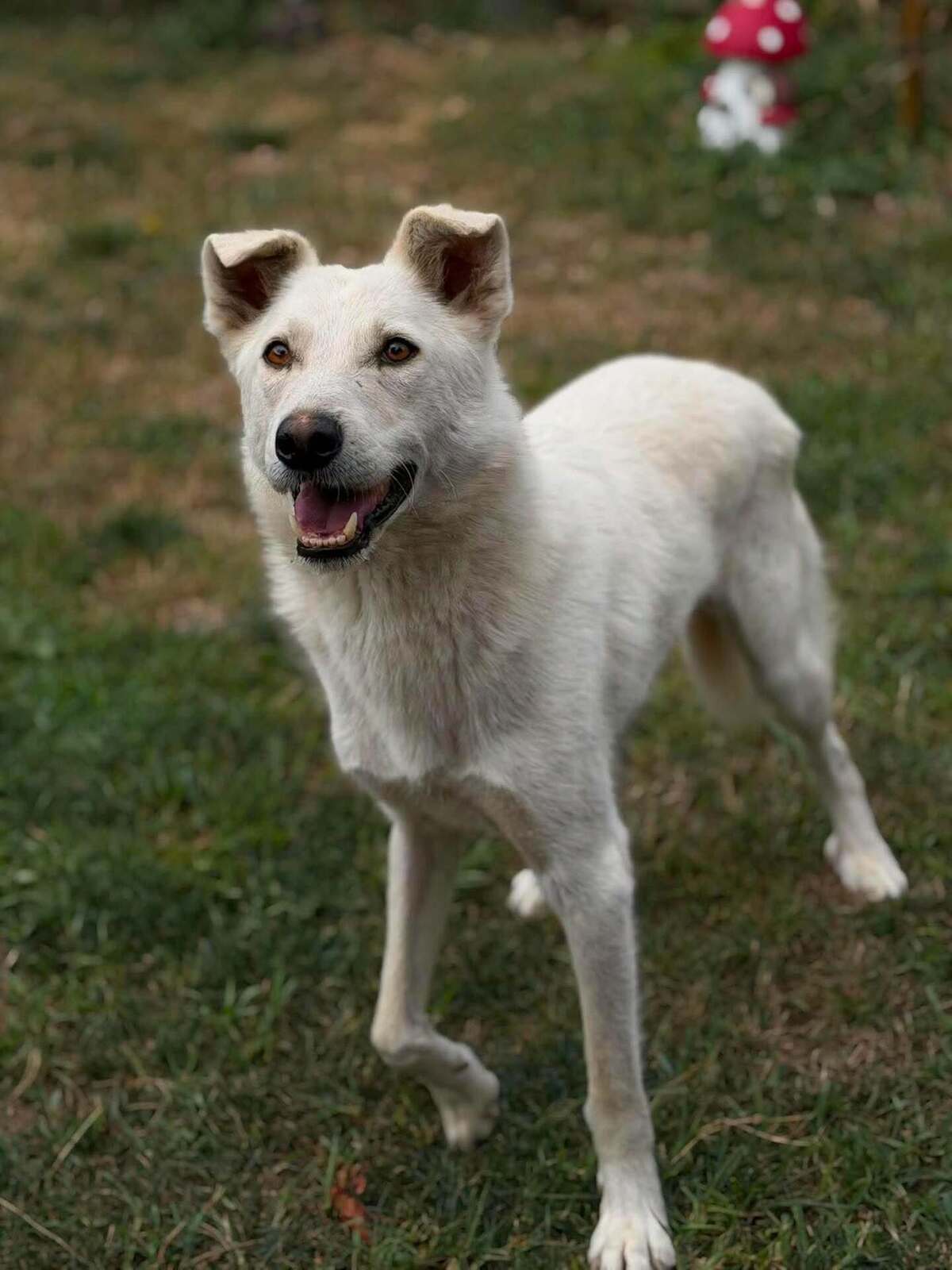 Adoption Polar