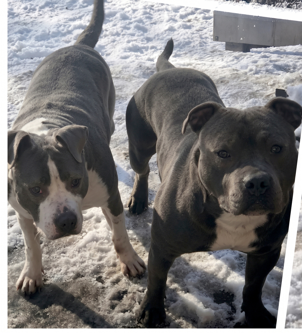 Adoption Pégase