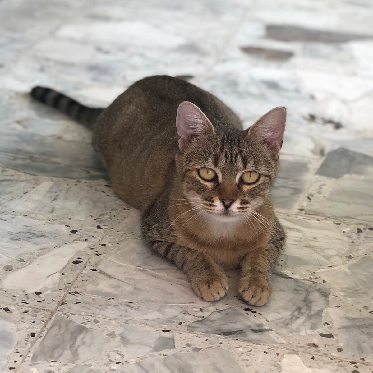 Adoption Cocotte