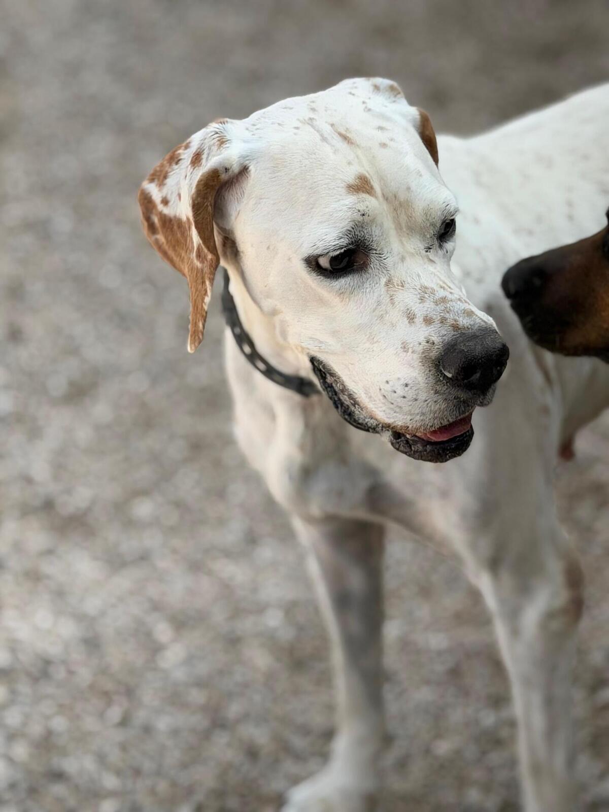 Adoption Blanquita