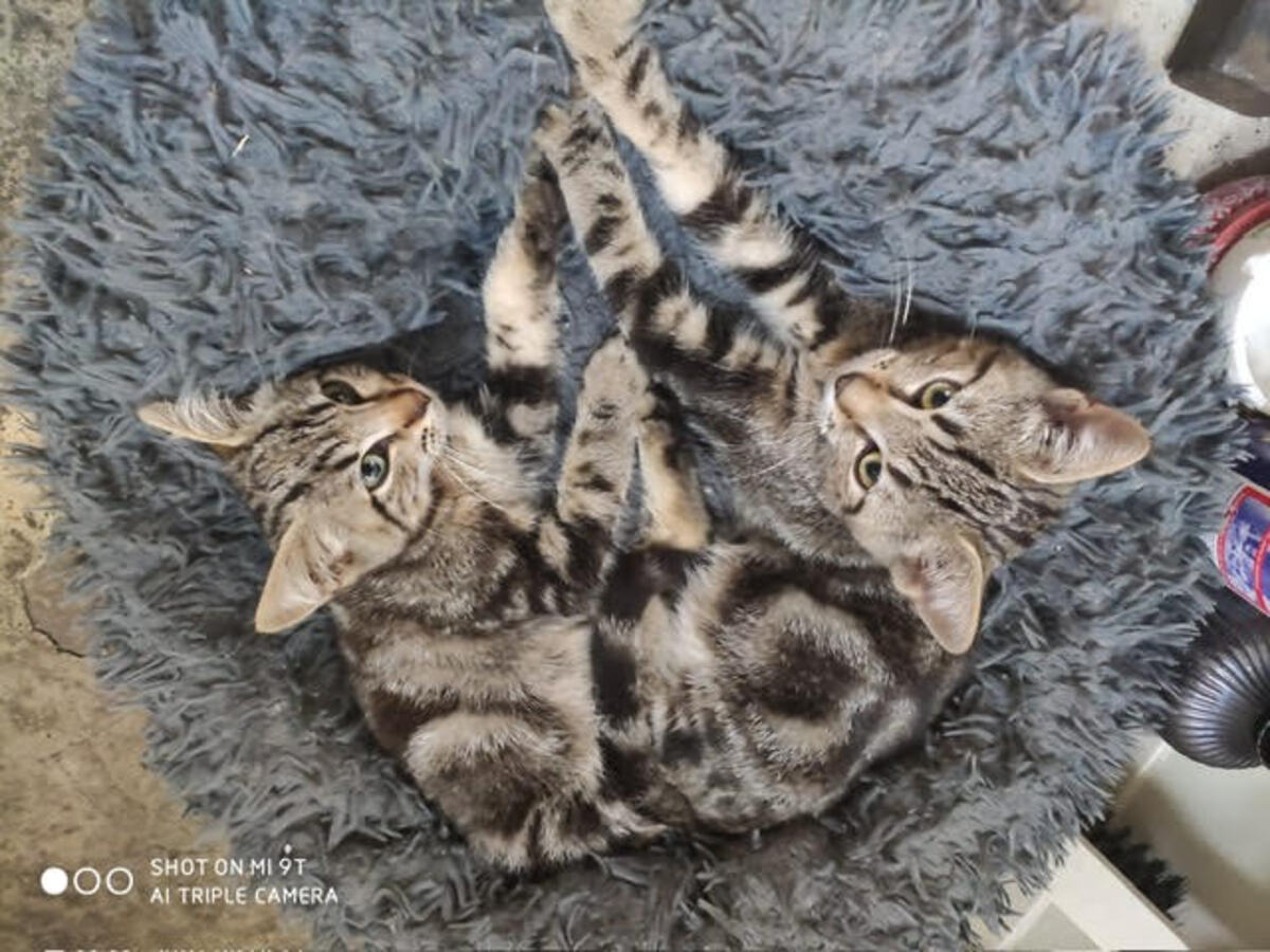 Adoption BOREALE