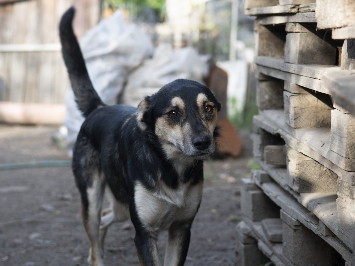 Adoption Kovu