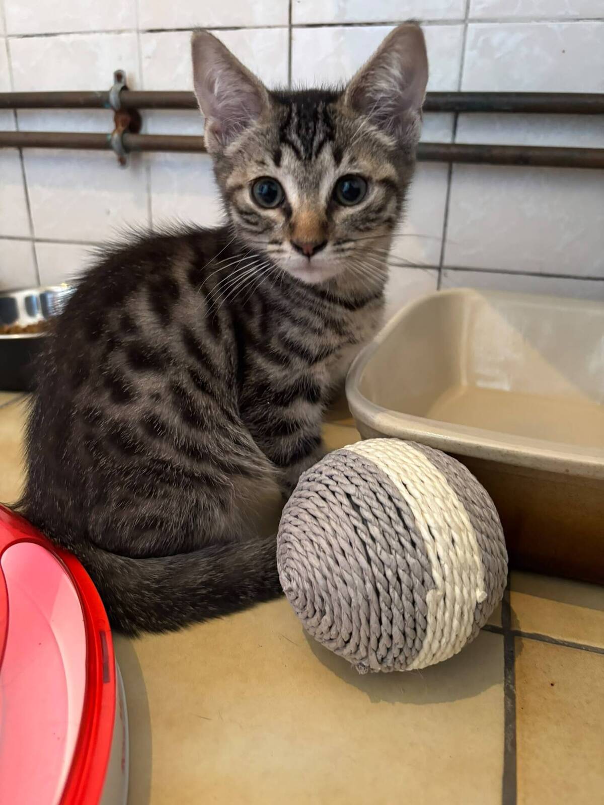 Adoption Skinou